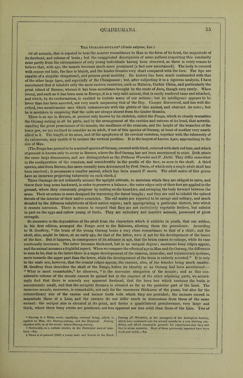 The Ourang-outang* (Simla satyrus, Lin.) Of all animals, tlxis is reputed to bear the nearest resemblance to Man in the form of its head, the magnitude of its forehead, and volume of brain; but the exaggerated descriptions of some authors respecting this similarity arise partly from the circumstance of only young individuals having been observed, as there is every reason to believe that, with age, the muzzle becomes much more prominent [a fact now ascertained]. The body is covered with coarse red hair, the face is bluish, and the hinder thumbs very short compared with the toes. The lips are capable of a singular elongationf, and possess great mobility. Its history has been much confounded with that of the other large Apes, and especially of the Chimpanzee; but, after subjecting it to a rigorous analysis, I have ascertained that it inhabits only the most eastern countries, such as Malacca, Cochin China, and particularly the great island of Borneo, whence it has been sometimes brought by the route of Java, though very rarely. When young, and such as it has been seen in Europe, it is a very mild animal, that is easily rendered tame and attached, and which, by its conformation, is enabled to imitate many of our actions ; but its intelligence appears to be lower than has been asserted, not very much surpassing that of the Dog. Camper discovered, and has well dis- cribed, two membranous sacs which communicate with the glottis of this animal, and obstruct its voice; but he is mistaken in supposing that the nails are always absent from the hinder thumbs. There is an ape in Borneo, at present only known by its skeleton, called the Pongo, which so closely resembles the Ourang-outang in all its parts, and by the arrangement of the cavities and sutures of its head, that notwith- standing the great prominence of its muzzle, the smallness of the cranium, and the height of the branches of the lower jaw, we are inclined to consider as an adult, if not of this species of Ourang, at least of another very nearly allied to it. The length of its arms, and of the apophyses of its cervical vertebrae, together with the tuberosity of its calcaneum, may enable it to assume the vertical position. It is the largest of known Apes, approaching to the size of Man. [The Pongo has proved to be a second species of Ourang, covered with black, relieved with dark red hair, and which at present is known only to occur in Borneo, where the Red Ourang has not been ascertained to exist. Both attain the same large dimensions, and are distinguished as the Pithecus WonnMi and P. Abclii. They differ somewhat in the configuration of the cranium, and considerably in the profile of the face, as seen in the skull. A third species, also from Borneo, has more recently been determined by Prof. Owen, of which only a single adult skull has been received; it announces a smaller animal, which has been named P. mono. The adult males of this genus have an immense projecting tuberosity on each cheek.% These Ourangs do not ordinarily assume the upright attitude, to maintain which they are obliged to raise, and throw their long arms backward, in order to preserve a balance ; the outer edges only of their feet are applied to the ground, where they commonly progress by resting on the knuckles, and swinging the body forward between the arms. Their structure is more designed for traversing the forest boughs ; and they are said to inhabit the upland forests of the interior of their native countries. The old males are reported to be savage and solitary, and much dreaded by the Alfourou inhabitants of their native region; each appropriating a particular district, into which it resents intrusion. There is reason to suspect that they are not exclusively vegetable feeders, but subsist in part on the eggs and callow young of birds. They are sedentary and inactive animals, possessed of great strength. So excessive is the degradation of the adult from the characters which it exhibits in youth, that our author, in his first edition, arranged the Pongo next to the Baboons, allowing them the precedence. According to M. Geoffroy, “ the brain of the young Ourang bears a very close resemblance to that of a child; and the skull, also, might be taken, at an early age, for that of the latter, were it not for the developement of the bones of the face. But it happens, in consequence of its advance in age, that the brain ceases to enlarge, while its case continually increases. The latter becomes thickened, but in an unequal degree; enormous bony ridges appear, and the animal assumes a frightful aspect. When we compare the effectsof age in Man and the Ourang, the difference is seen to be, that in the latter there is a super-developement of the osseous, muscular, and tegumentary systems, more towards the upper part than the lower, while the developement of the brain is entirely arrested.” It is only in the male sex, however, that the cranial ridges appear, the canines, also, of the females being much smaller. M. Geoffroy thus describes the skull of the Pongo, before its identity as an Ourang had been ascertained:— “ What is most remarkable,” he observes, “ is the excessive elongation of the muzzle; and as this con- siderable volume of the muzzle cannot be gained but at the expence of the other adjoining parts, we accord- ingly find that there is scarcely any apparent forehead, that the bony box which contains the brain is uncommonly small, and that the occipital foramen is situated as far as the posterior part of the head. The immense muzzle, moreover, is remarkable, not only for the enormous thickness of the gums, but also for the extraordinary size of the canine and incisor teeth with which they are provided; the incisors exceed in magnitude those of a Lion, and the canines do not differ much in dimensions from those of the same animal: the occiput also is elevated at its point, and forms a quadrilateral protuberance, very large and thick, where three bony crests are produced, not less apparent nor less solid than those of the Lion. Two of * Ourang is a Malay word, signifying rational being, which is applied to Man, the Ourang-outang', and the Elephant. Outung signifies wild, or oj the woods : hence Ourang-outang. t Noticeable, to a certain extent, in the Hottentot race of man- kind.—Ed. t There is at present (1838) a young male and female of the Black Ourang (P. JVormbii), in the menagerie of the Zoological Society, which have continued now for several months in a very thriving con- dition, and afford reasonable grounds for expectation that they will live to attain maturity. Most of those previously imported have been weak and sickly.—Ed.