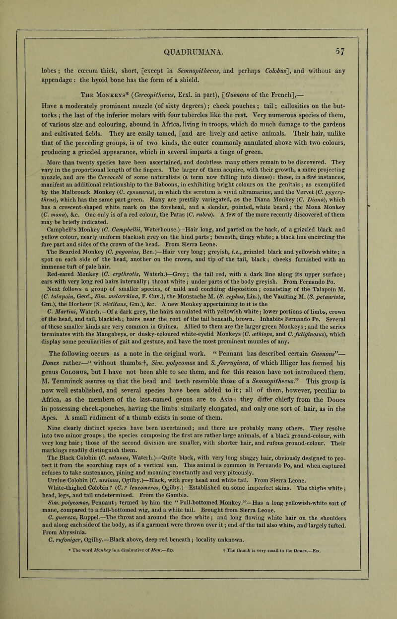 lobes ; the ccecurn thick, short, [except in Semnopitheeus, and perhaps Colubus], and without any appendage : the hyoid bone has the form of a shield. The Monkeys* (Cercopithecus, Erxl. in part), [Guenons of the French],— Have a moderately prominent muzzle (of sixty degrees); cheek pouches ; tail; callosities on the but- tocks ; the last of the inferior molars with four tubercles like the rest. Very numerous species of them, of various size and colouring, abound in Africa, living in troops, which do much damage to the gardens and cultivated fields. They are easily tamed, [and are lively and active animals. Their hair, unlike that of the preceding groups, is of two kinds, the outer commonly annulated above with two colours, producing a grizzled appearance, which in several imparts a tinge of green. More than twenty species have been ascertained, and doubtless many others remain to be discovered. They vary in the proportional length of the fingers. The larger of them acquire, with their growth, a more projecting muzzle, and are the Cercocebi of some naturalists (a term now falling into disuse): these, in a few instances, manifest an additional relationship to the Baboons, in exhibiting bright colours on the genitals ; as exemplified by the Malbrouck Monkey (C. eynosurus), in which the scrotum is vivid ultramarine, and the Vervet (C. pygcry- thrus), which has the same part green. Many are prettily variegated, as the Diana Monkey (C. Diana), which has a crescent-shaped white mark on the forehead, and a slender, pointed, white beard; the Mona Monkey (C. mona), &c. One only is of a red colour, the Patas (C. rubra). A few of the more recently discovered of them may be briefly indicated. Campbell’s Monkey (C. Campbellii, Waterhouse.)—Hair long, and parted on the back, of a grizzled black and yellow colour, nearly uniform blackish grey on the hind parts ; beneath, dingy white; a black line encircling the fore part and sides of the crown of the head. Prom Sierra Leone. The Bearded Monkey (C. pogonias, Ben.)—Hair very long; greyish, i.e., grizzled black and yellowish white; a spot on each side of the head, another on the crown, and tip of the tail, black; cheeks furnished with an immense tuft of pale hair. Red-eared Monkey (C. erythrotis, Waterh.)—Grey; the tail red, with a dark line along its upper surface; ears -with very long red hairs internally; throat white; under parts of the body greyish. From Fernando Po. Next follows a group of smaller species, of mild and confiding disposition; consisting of the Talapoin M. (C. talapoin, Geof., Sim. melarrhina, F. Cuv.), the Moustache M. (S. cephus, Lin.), the Vaulting M. (S. petaurista, Gm.), the Hocheur (S. nictitans, Gm.), &c. A new Monkey appertaining to it is the C. Martini, Waterh.—Of a dark grey, the hairs annulated with yellowish white; lower portions of limbs, crown of the head, and tail, blackish; hairs near the root of the tail beneath, brown. Inhabits Fernando Po. Several of these smaller kinds are very common in Guinea. Allied to them are the larger green Monkeys ; and the series terminates with the Mangabeys, or dusky-coloured white-eyelid Monkeys (C. ait Mops, and C. fuliginosus), which display some peculiarities of gait and gesture, and have the most prominent muzzles of any. The following occurs as a note in the original work. “ Pennant has described certain Guenons”— Doucs rather—“without thumbs f, Sim. polycomos and S. ferruginea, of which Illiger has formed his genus Colobus, but I have not been able to see them, and for this reason have not introduced them. M. Temminck assures us that the head and teeth resemble those of a Semnopitheeus.” This group is now well established, and several species have been added to it; all of them, however, peculiar to Africa, as the members of the last-named genus are to Asia: they differ chiefly from the Doucs in possessing cheek-pouches, having the limbs similarly elongated, and only one sort of hair, as in the Apes. A small rudiment of a thumb exists in some of them. Nine clearly distinct species have been ascertained; and there are probably many others. They resolve into two minor groups ; the species composing the first are rather large animals, of a black ground-colour, with very long hair; those of the second division are smaller, with shorter hair, and rufous ground-colour. Their markings readily distinguish them. The Black Colobin (C. satanas, Waterh.)—Quite black, with very long shaggy hair, obviously designed to pro- tect it from the scorching rays of a vertical sun. This animal is common in Fernando Po, and when captured refuses to take sustenance, pining and moaning constantly and very piteously. Ursine Colobin (C. ursinus, Ogilby.)—Black, with grey head and white tail. From Sierra Leone. White-thighed Colobin ? (C. ? leucomeros, Ogilby.)—Established on some imperfect skins. The thighs white ; head, legs, and tail undetermined. From the Gambia. Sim. polycomos, Pennant; termed by him the “ Full-bottomed Monkey.”—Has a long yellowish-white sort of mane, compared to a full-bottomed wig, and a white tail. Brought from Sierra Leone. C. guereza, Ruppel.—The throat and around the face white; and long flowing white hair on the shoulders and along each side of the body, as if a garment were thrown over it; end of the tail also white, and largely tufted. From Abyssinia. C. rufoniger, Ogilby.—Black above, deep red beneath; locality unknown. * The word Monkey is a diminutive of Man.—Ed. f The thumb is very small in the Doucs.—Ed.