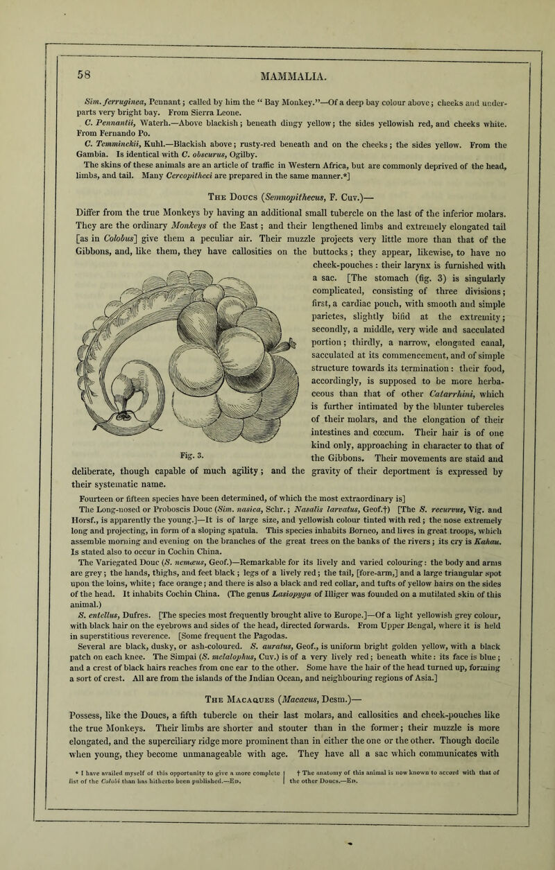 Sim. ferruginea, Pennant; called by him the “ Bay Monkey.”—Of a deep bay colour above; cheeks and under- parts very bright bay. From Sierra Leone. C. Pennantii, Waterh.—Above blackish; beneath dingy yellow; the sides yellowish red, and cheeks white. From Fernando Po. C. Temminchii, Kuhl.—Blackish above; rusty-red beneath and on the cheeks; the sides yellow. From the Gambia. Is identical with C. obscurus, Ogilby. The skins of these animals are an article of traffic in Western Africa, but are commonly deprived of the head, limbs, and tail. Many Cercopitheci are prepared in the same manner.*] The Doucs (Semnopithecus, F. Cuv.)— Differ from the true Monkeys by having an additional small tubercle on the last of the inferior molars. They are the ordinary MonJceys of the East; and their lengthened limbs and extremely elongated tail [as in Cololus~\ give them a peculiar air. Their muzzle projects very little more than that of the Gibbons, and, like them, they have callosities on the buttocks ; they appear, likewise, to have no cheek-pouches : their larynx is furnished with a sac. [The stomach (fig. 3) is singularly complicated, consisting of three divisions; first, a cardiac pouch, with smooth and simple parietes, slightly bifid at the extremity; secondly, a middle, very wide and sacculated portion; thirdly, a narrow, elongated canal, sacculated at its commencement, and of simple structure towards its termination: their food, accordingly, is supposed to be more herba- ceous than that of other Catarrhini, which is further intimated by the blunter tubercles of their molars, and the elongation of their intestines and ccecum. Their hair is of one kind only, approaching in character to that of the Gibbons. Their movements are staid and deliberate, though capable of much agility ; and the gravity of their deportment is expressed by their systematic name. Fourteen or fifteen species have been determined, of which the most extraordinary is] The Long-nosed or Proboscis Douc (Sim. nasica, Schr.; Nasalis larvatus, Geof.f) [The S. recurvus, Vig. and Horsf., is apparently the young.]—It is of large size, and yellowish colour tinted with red; the nose extremely long and projecting, in form of a sloping spatula. This species inhabits Borneo, and lives in great troops, which assemble morning and evening on the branches of the great trees on the banks of the rivers; its cry is Kahau. Is stated also to occur in Cochin China. The Variegated Douc (S. nenueus, Geof.)—Remarkable for its lively and varied colouring: the body and arms are grey; the hands, thighs, and feet black ; legs of a lively red; the tail, [fore-arm,] and a large triangular spot upon the loins, white; face orange; and there is also a black and red collar, and tufts of yellow hairs on the sides of the head. It inhabits Cochin China. (The genus Lasiopyga of Illiger was founded on a mutilated skin of this animal.) S. cntcllus, Dufres. [The species most frequently brought alive to Europe.]—Of a light yellowish grey colour, with black hair on the eyebrows and sides of the head, directed forwards. From Upper Bengal, where it is held in superstitious reverence. [Some frequent the Pagodas. Several are black, dusky, or ash-coloured. S. auratus, Geof., is uniform bright golden yellow, with a black patch on each knee. The Simpai (.S', melalophus, Cuv.) is of a very lively red; beneath white: its face is blue; and a crest of black hairs reaches from one ear to the other. Some have the hair of the head turned up, forming a sort of crest. All are from the islands of the Indian Ocean, and neighbouring regions of Asia.] The Macahues (Macacus, Desm.)— Possess, like the Doucs, a fifth tubercle on their last molars, ami callosities and cheek-pouches like the true Monkeys. Their limbs are shorter and stouter than in the former; their muzzle is more elongated, and the superciliary ridge more prominent than in either the one or the other. Though docile when young, they become unmanageable with age. They have all a sac which communicates with * I have availed myself of this opportunity to give a more complete I t The anatomy of this animal is now known to accord with that of list of the Colo'ui than has hitherto been published.—Ed. | the other Doucs.—En.