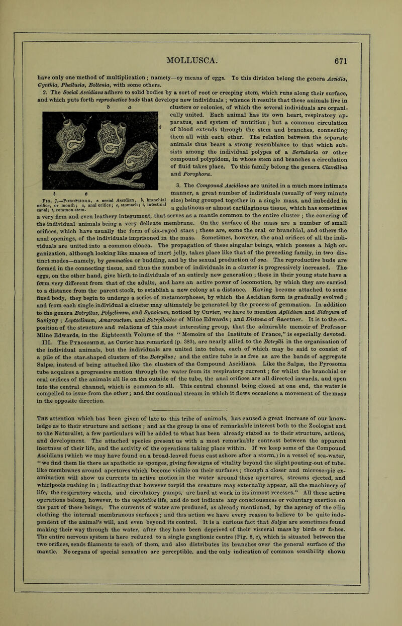 Fro. 7.—Porothoka, a locial Ascrdian, S, branchial orifice, or mouth ; a, anal orifice; e, stomach; i, intestinal canal; t, common stem have only one method of multiplication ; namely—oy means of eggs. To this division belong the genera Ascidia, Gyntliia, Phallusia, Boltenia, with some others. 2. The Social Ascidians adhere to solid bodies by a sort of root or creeping stem, which runs along their surface, and which puts forth reproductive buds that develope new individuals ; whence it results that these animals live in clusters or colonies, of which the several individuals are organi- cally united. Each animal has its own heart, respiratory ap- paratus, and system of nutrition ; hut a common circulation of blood extends through the stem and branches, connecting them all with each other. The relation between the separate animals thus bears a strong resemblance to that which sub- sists among the individual polypes of a Serlularia or other compound polypidom, in whose stem and branches a circulation of fluid takes place. To this family belong the genera Clavellina and Porophora. 3. The Compound Ascidians are united in a much more intimate manner, a great number of individuals (usually of very minute size) being grouped together in a single mass, and imbedded in a gelatinous or almost cartilaginous tissue, which has sometimes a very firm and even leathery integument, that serves as a mantle common to the entire cluster ; the covering of the individual animals being a very delicate membrane. On the surface of the mass are a number of small orifices, which have usually the form of six-rayed stars ; these are, some the oral or branchial, and others the anal openings, of the individuals imprisoned in the mass. Sometimes, however, the anal orifices of all the indi- viduals are united into a common cloaca. The propagation of these singular beings, which possess a high or- ganization, although looking like masses of inert jelly, takes place like that of the preceding family, in two dis- tinct modes—namely, by gemmation or budding, and by the sexual production of ova. The reproductive buds are formed in the connecting tissue, and thus the number of individuals in a cluster is progressively increased. The eggs, on the other hand, give birth to individuals of an entirely new generation ; these in their young state have a form very different from that of the adults, and have an active power of locomotion, by which they are carried to a distance from the parent stock, to establish a new colony at a distance. Having become attached to some fixed body, they begin to undergo a series of metamorphoses, by which the Ascidian form is gradually evolved ; and from each single individual a cluster may ultimately be generated by the process of gemmation. In addition to the genera BotryUus, Polydinv.m, and Sy-noicum, noticed by Cuvier, we have to mention Aplidium and Sidnyum of Savigny ; Leptoclinum, Amaroucium, and Botrylloides of Milne Edwards ; and Distoma of Gaertner. It is to the ex- position of the structure and relations of this most interesting group, that the admirable memoir of Professor Milne Edwards, in the Eighteenth Volume of the “Memoirs of the Institute of France,” is especially devoted. III. The Pyrosomidje, as Cuvier has remarked (p. 383), are nearly allied to the Botrylli in the organization of the individual animals, but the individuals are united into tubes, each of which may be said to consist of a pile of the star-shaped clusters of the BotryUus; and the entire tube is as free as are the bands of aggregate Salpae, instead of being attached like the clusters of the Compound Ascidians. Like the Salpae, the Pyrosoma tube acquires a progressive motion through the water from its respiratory current; for whilst the branchial or oral orifices of the animals all lie on the outside of the tube, the anal orifices are all directed inwards, and open into the central channel, which is common to all. This central channel being closed at one end, the water is compelled to issue from the other; and the continual stream in which it flows occasions a movement of the mass in the opposite direction. The attention which has been given of late to this tribe of animals, has caused a great increase of our know- ledge as to their structure and actions ; and as the group is one of remarkable interest both to the Zoologist and to the Naturalist, a few particulars will be added to what has been already stated as to their structure, actions, and development. The attached species present us with a most remarkable contrast between the apparent inertness of their life, and the activity of the operations taking place within. If we keep some of the Compound Ascidians (which we may have found on a broad-leaved fucus cast ashore after a storm,) in a vessel of sea-water,  we find them lie there as apathetic as sponges, giving few signs of vitality beyond the slight pouting-out of tube- like membranes around apertures which become visible on their surfaces ; though a closer and microscopic ex- amination will show us currents in active motion in the water around these apertures, streams ejected, and whirlpools rushing in ; indicating that however torpid the creature may externally appear, all the machinery of life, the respiratory wheels, and circulatory pumps, are hard at work in its inmost recesses.” All these active operations belong, however, to the vegetative life, and do not indicate any consciousness or voluntary exertion on the part of these beings. The currents of water are produced, as already mentioned, by the agency of the cilia clothing the internal membranous surfaces ; and this action we have every reason to believe to be quite inde- pendent of the animal’s will, and even beyond its control. It is a curious fact that Salpce are sometimes found making their way through the water, after they have been deprived of their visceral mass by birds or fishes. The entire nervous system is here reduced to a single ganglionic centre (Fig. 8, c), which is situated between the two orifices, sends filaments to each of them, and also distributes its branches over the general surface of the mantle. No organs of special sensation are perceptible, and the only indication of common sensibility shown