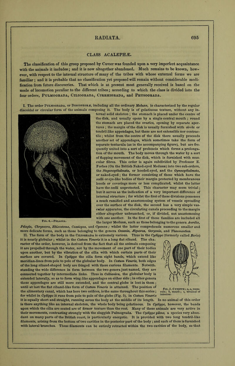 CLASS acalepha:. The classification of this group proposed by Cuvier was founded upon a very imperfect acquaintance with the animals it includes ; and it is now altogether abandoned. Much remains to be known, how- ever, with respect to the internal structure of many of the tribes with whose external forms we are familiar ; and it is probable that no classification yet proposed will remain without considerable modi- fication from future discoveries. That which is at present most generally received is based on the mode of locomotion peculiar to the different tribes; according to which the class is divided into the four orders, Pulmograda, Ciliograda, Cirrhigrada, and Physograda. I. The order Pulmograda, or Discophoe.*, including all the ordinary Medusae, is characterized hy the regular discoidal or circular form of the animals composing it. The body is of gelatinous texture, without any in- ternal solid skeleton ; the stomach is placed under the centre of the disk, and usually opens by a single central mouth ; round the stomach are placed the ovaries, opening by separate aper- tures ; the margin of the disk is usually furnished with eirrhi or tendril-like appendages, hut these are not extensible nor contrac- tile ; whilst from the centre of the disk there usually proceeds another set of appendages, which sometimes take the form of separate tentaeula (as in the accompanying figure), hut are fre- quently united into a sort of proboscis which forms a prolonga- tion of the mouth. The body moves through the water by a sort of flapping movement of the disk, which is furnished with mus- cular fibres. This order is again subdivided by Professor E. Forbes (On the British Naked-eyed Medusae) into two sub-orders, the Steganopthalmata, or hooded-eyed, and the Oymnopthalmata, or naked-eyed ; the former consisting of those which have the oceUi or eye-like bodies of their margin protected by membranous hoods or coverings more or less complicated, whilst the latter have the oceUi unprotected. This character may seem trivial; but it serves as the indication of a very important difference of internal structure ; for whilst the first of these divisions possesses a much ramified and anastomosing system of vessels spreading over the surface of the disk, the second has a very simple vas- cular apparatus, the circulating canals proceeding to the margin either altogether unbranched, or, if divided, not anastomosing with one another. In the first of these families are included all the larger Medusse, such as those belonging to the genera Aurelia, Pelagia, Chrysaom, Ehizostoma, Cassiopea, and Cyaiwea; whilst the latter comprehends numerous smaller and more delicate forms, such as those belonging to the genera Oceania, AZquorea, Qeryonia, and Thaumantias. II. The form of the body in the Ciliogeada is extremely various. Thus in the Cydippe (formerly called Beroe) it is nearly globular ; whilst in the Cesturn Veneris it is a long flat riband. The cha- racter of the order, however, is derived from the fact that all the animals composing it are propelled through the water, not by the movement of one part of their bodies upon another, but by the vibration of the cilia with which certain parts of their surface are covered. In Cydippe the cilia form eight bands, which extend like meridian-lines from pole to pole of the globular body. In Cesturn Veneris, both edges of the long riband-shaped body are fringed with these curious filaments. Notwith- standing the wide difference in form between the two genera just named, they are connected together by intermediate links. Thus in Callianira, the globular body is extended laterally, so as to form wing-like appendages on either side ; in other genera these appendages are still more extended, and the central globe is lost in them ; until at last the flat riband-like form of Cesturn Veneris is attained. The position of the alimentary canal, which has here two orifices, is the same throughout this series ; for whilst in Cydippe it runs from pole to pole of the globe (Fig. 5), in Cesturn Veneris it is equally short and straight, running across the body at the middle of its length. In no animal of this order is there anything like an internal skeleton, the whole body being gelatinous. In Cydippe, however, the bands upon which the cilia are seated are of firmer texture than the rest. Many of these animals are very active in their movements, contrasting strongly with the sluggish Pulmograda. The Cydippe pileus, a species very abun- dant on many parts of the British coast, is particularly energetic. It is provided with two long tendril-like filaments, arising from the bottom of two cavities in the posterior part of the body ; and each of them is furnished with lateral branches. These filaments can be entirely retracted within the two cavities of the body, so that Fig. 5. Cydippe ; a, a, tenta- cula; b, mouth; c, terminal of intestine.