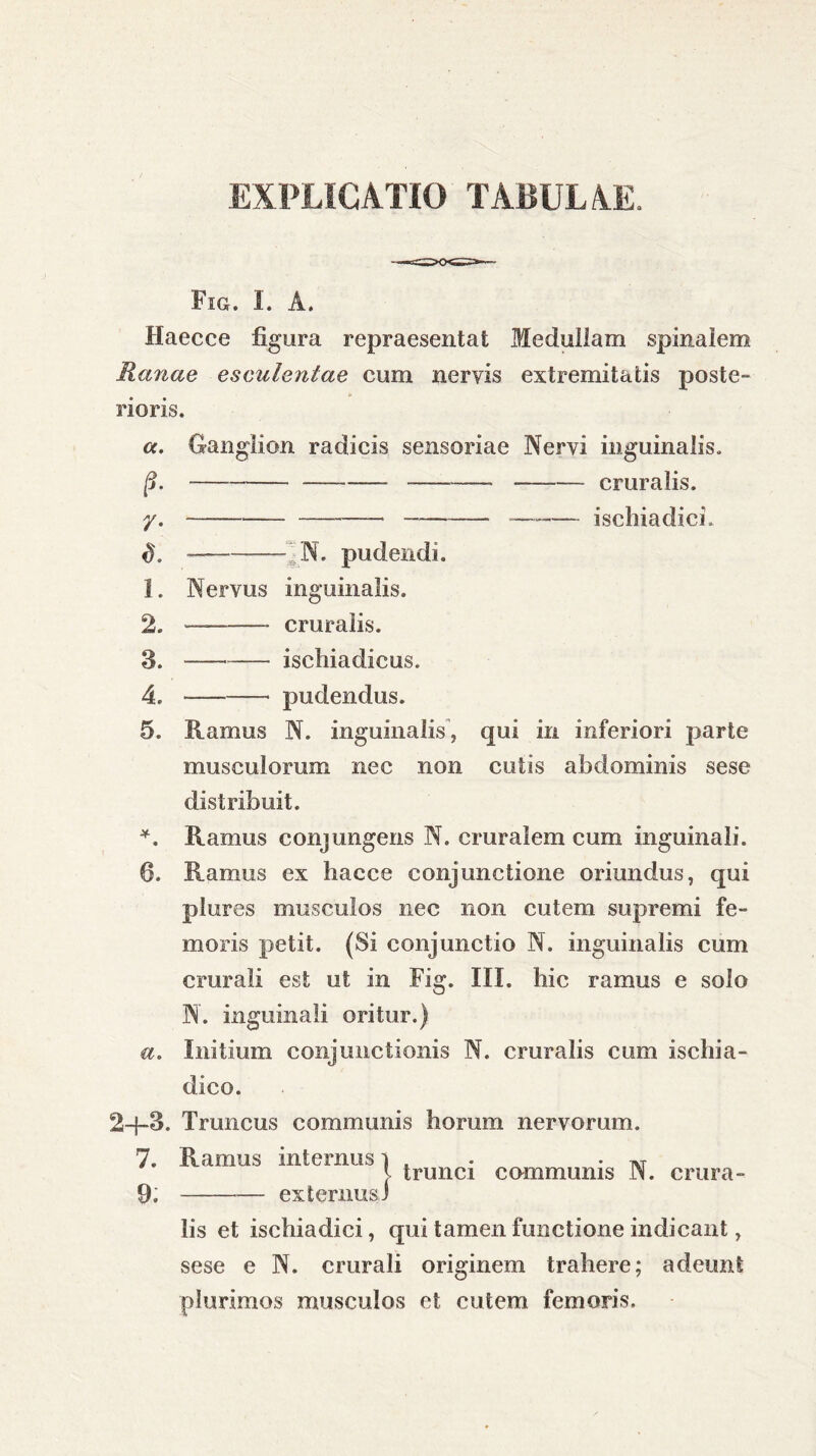 EXPLICATIO TABULAE. Fig. I. A. Haecce figura repraesentat Medullam spinalem Ranae esculentae cum neryis extremitatis poste- rioris. Ganglion radicis sensoriae Nervi inguinalis. — cruralis. — ischiadici. cc. 9- /• d. N. pudendi. 1. Nervus inguinalis. 2. — * cruralis. 3. ischiadicus. 4. pudendus. 5. liamus N. inguinalis, qui in inferiori parte musculorum nec non cutis abdominis sese distribuit. *. liamus conjungens N. cruralem cum inguinali. 6. Ramus ex hacce conjunctione oriundus, qui plures musculos nec non cutem supremi fe- moris petit. (Si conjunctio N. inguinalis cum crurali est ut in Fig. III. hic ramus e solo N. inguinali oritur.) a. Initium conjunctionis N. cruralis cum ischia- dico. 2+3. Truncus communis horum nervorum. 7. Ramus internus j . . w t trunci communis N. crura- 9; externus) lis et ischiadici, qui tamen functione indicant, sese e N. crurali originem trahere; adeunt plurimos musculos et cutem femoris.