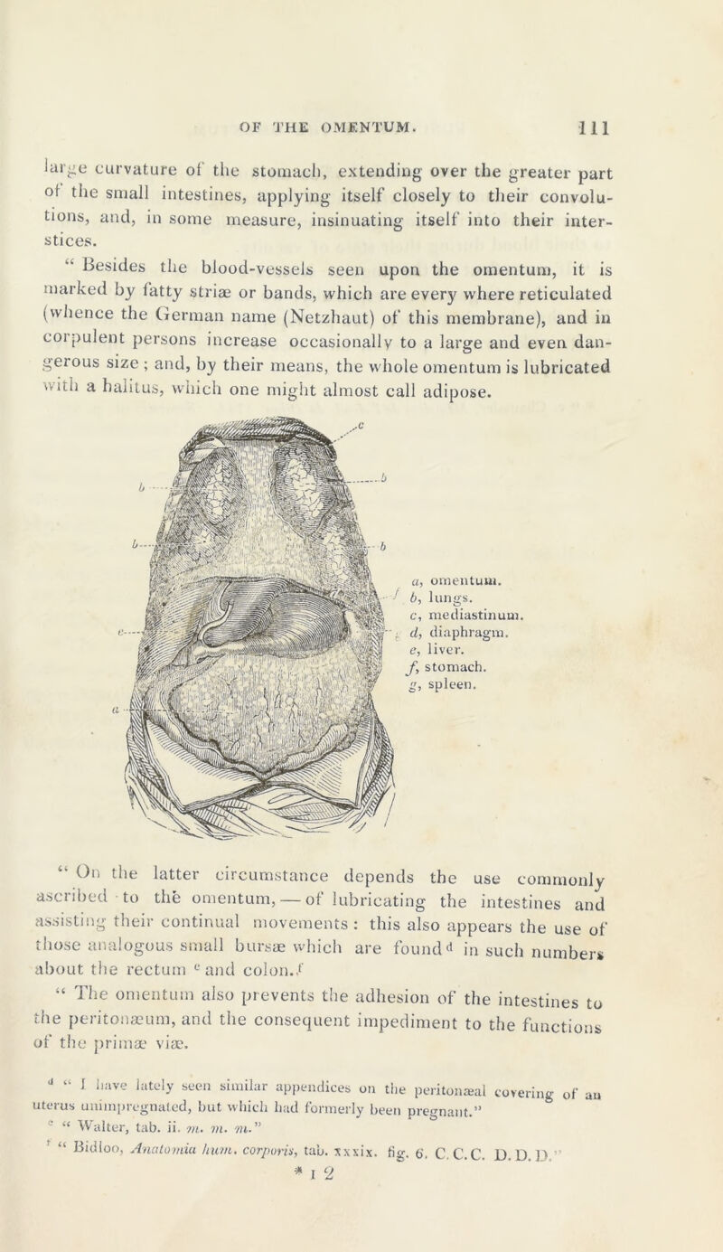 Jar-ie curvature of the stomach, extending over the greater part ot the small intestines, applying itself closely to their convolu- tions, and, in some measure, insinuating itself into their inter- stices. Besides the blood-vessels seen upon the omentum, it is marked by latty striae or bands, which are every where reticulated (whence the German name (Netzhaut) of this membrane), and in corpulent persons increase occasionally to a large and even dan- gerous size ; and, by their means, the whole omentum is lubricated wiui a halitus, which one might almost call adipose. On the latter circumstance depends the use commonly ascribed to the omentum, — of lubricating the intestines and assisting their continual movements : this also appears the use of those analogous small bursae which are found<* in such numbers about the rectum e and colon, f “ The omentum also prevents the adhesion of the intestines to the peritonaeum, and the consequent impediment to the functions of the primae viae. 11 “ I Iiave lately seen similar appendices on the peritoneal covering of an uterus unimpregnated, but which had formerly been pregnant.” c “ Walter, tab. ii. m. m. m.” “ Bidloo, Anatomia /non. corporis, tab. xxxix. tig. 6', C.C.C. D. D P * j 2 а, omentum. б, lungs. c, mediastinum. cl, diaphragm. e, liver. f, stomach. g, spleen.