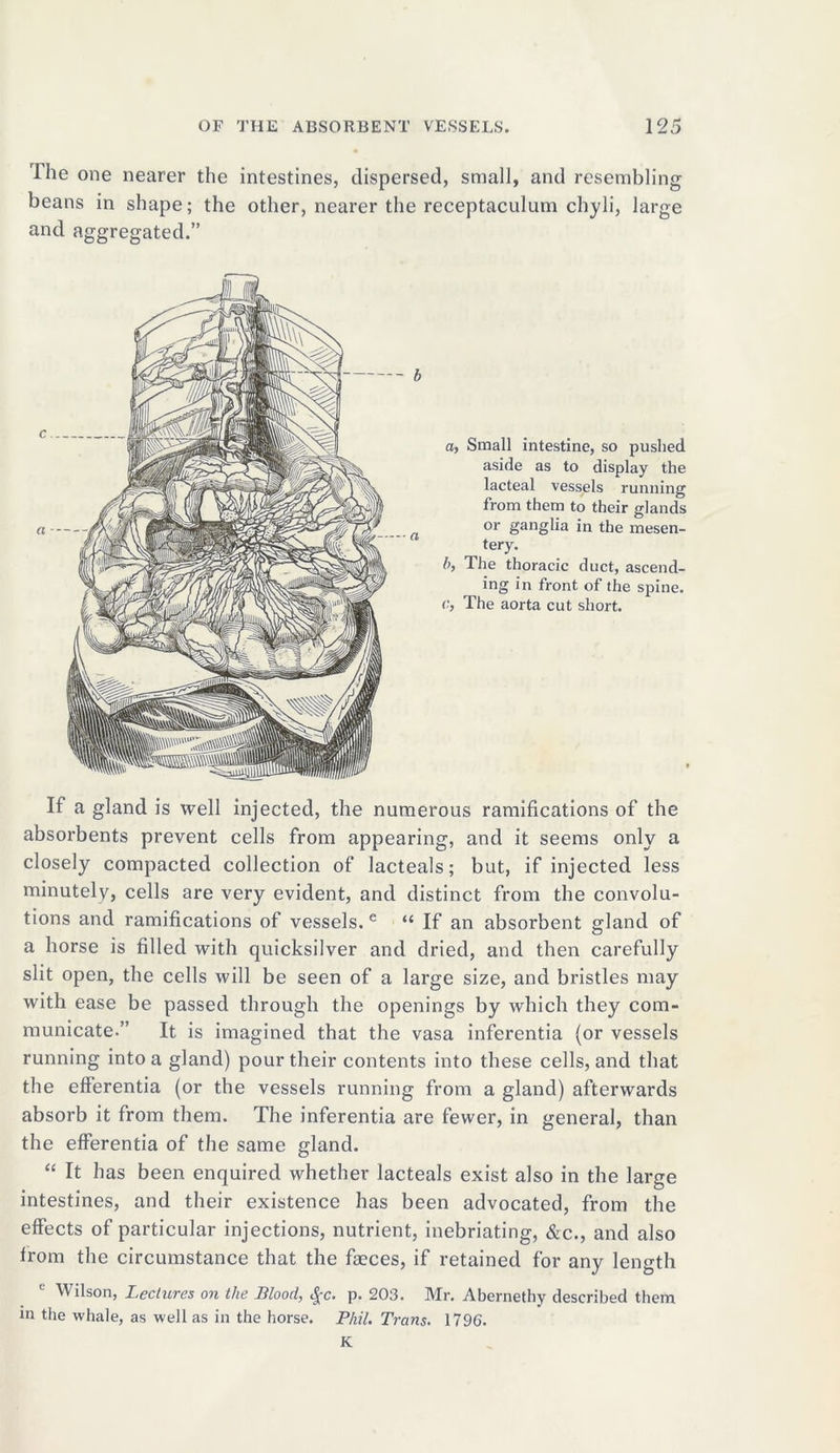 The one nearer the intestines, dispersed, small, and resembling beans in shape; the other, nearer the receptaculum chyli, large and aggregated.” a, Small intestine, so pushed aside as to display the lacteal vessels running from them to their glands or ganglia in the mesen- tery. b, The thoracic duct, ascend- ing in front of the spine. c, The aorta cut short. If a gland is well injected, the numerous ramifications of the absorbents prevent cells from appearing, and it seems only a closely compacted collection of lacteals; but, if injected less minutely, cells are very evident, and distinct from the convolu- tions and ramifications of vessels. e “ If an absorbent gland of a horse is filled with quicksilver and dried, and then carefully slit open, the cells will be seen of a large size, and bristles may with ease be passed through the openings by which they com- municate.” It is imagined that the vasa inferentia (or vessels running into a gland) pour their contents into these cells, and that the efferentia (or the vessels running from a gland) afterwards absorb it from them. The inferentia are fewer, in general, than the efferentia of the same gland. “ It has been enquired whether lacteals exist also in the large intestines, and their existence has been advocated, from the effects of particular injections, nutrient, inebriating, &c., and also from the circumstance that the faeces, if retained for any length Wilson, Lectures on the Blood, $c. p. 203. Mr. Abernethy described them in the whale, as well as in the horse. Phil. Trans. 1796. K