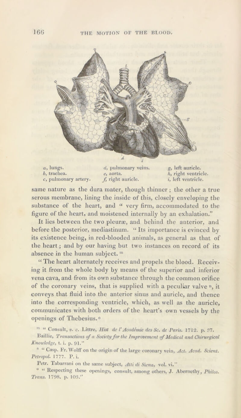 a, lungs. b, trachea. c, pulmonary artery. d, pulmonary veins. e, aorta. f right auricle. g, left auricle. h, right ventricle. i, left ventricle. same nature as the dura mater, though thinner ; the other a true serous membrane, lining the inside of this, closely enveloping the substance of the heart, and “ very firm, accommodated to the figure of the heart, and moistened internally by an exhalation.” It lies between the two pleurae, and behind the anterior, and before the posterior, mediastinum. “ Its importance is evinced by its existence being, in red-blooded animals, as general as that of the heart; and by our having but twro instances on record of its absence in the human subject. m “ The heart alternately receives and propels the blood. Receiv- ing it from the whole body by means of the superior and inferior vena cava, and from its own substance through the common orifice of the coronary veins, that is supplied with a peculiar valve n, it conveys that fluid into the anterior sinus and auricle, and thence into the corresponding ventricle, which, as well as the auricle, communicates with both orders of the heart’s own vessels b}r the openings of Thebesius.0 m “ Consult, v. c. Littre, Hist dc V Academic des Sc. dc Paris. 1712. p. 37. Baillie, Transactions of a Society for the Improvement of Medical and Chirurgical Knoivlcdge, t. i. p. 91.” “ Casp. Fr. Wolff on the origin of the large coronary vein, Act. Acad. Scient. Petropol. 1777. P. i. Petr. Tabarrani on the same subject, Atli di Simla, vol. vi.” ° “ Respecting these openings, consult, among others, J. Abernethy, Philos. Trans. 1798. p. 103.”
