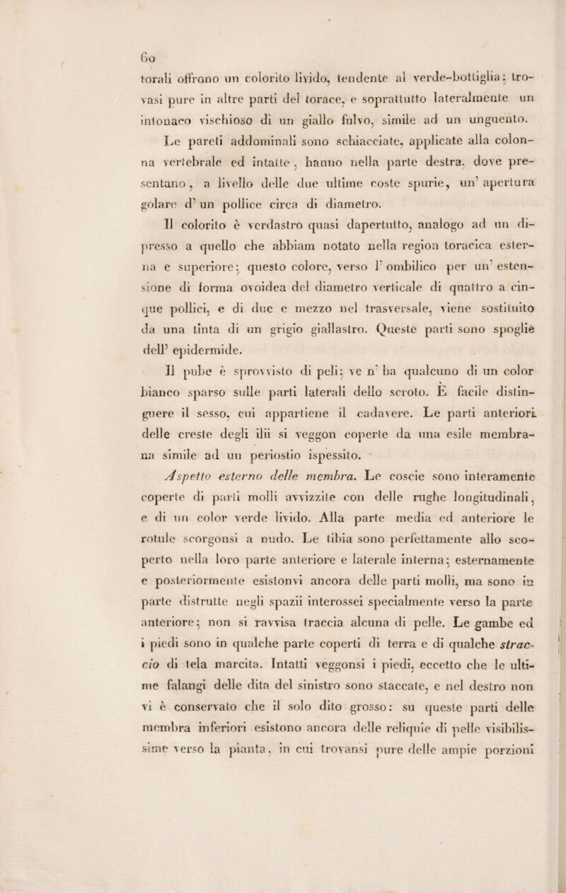 torali offrono un colorito livido, tendente al verde-bottiglia^ tro¬ vasi pure in altre parti del torace, e soprattutto lateralmente un intonaco vischioso di un giallo fulvo, simile ad un unguento. Le pareti addominali sono schiacciate, applicate alla colon¬ na vertebrale ed intatte , hanno nella parte destra, dove pre¬ sentano, a livello delle due ultime coste spurie, un’apertura golare d’ un pollice circa di diametro. 11 colorito è verdastro quasi dapertuito, analogo ad un di¬ presso a quello che abbiam notato nella region toracica ester¬ na e superiore; questo colore, verso 1 ombilico per un esten¬ sione di forma ovoidea del diametro verticale di quattro a cin¬ que pollici, e di due e mezzo nel trasversale, viene sostituito da una tinta di un grigio giallastro. Queste parti sono spoglie dell’ epidermide. Il pube è sprovvisto di peli} ve n ha qualcuno di un color bianco sparso sulle parti laterali dello scroto. E facile distin¬ guere il sesso, cui appartiene il cadavere. Le parti anteriori delle creste degli ibi si veggon coperte da una esile membra¬ na simile ad un periostio ispessito. Aspetto esterno delie membra. Le coscio sono interamente coperte di parti molli avvizzite con delle rughe longitudinali, e di un color verde livido. Alla parte media ed anteriore le rotule scorgonsi a nudo. Le tibia sono perfettamente allo sco¬ perto nella loro parte anteriore e laterale interna} esternamente e posteriormente esistonvi ancora delle parti molli, ma sono in parte distrutte negli spazii interossei specialmente verso la parte anteriore; non si ravvisa traccia alcuna di pelle. Le gambe ect i piedi sono in qualche parte coperti di terra e di qualche strac¬ cio di tela marcita. Intatti veggonsi i piedi, eccetto che le ulti¬ me falangi delle dita del sinistro sono staccate, e nel destro non vi è conservato che il solo dito grosso: su queste parti delle membra inferiori esistono ancora delle reliquie di pelle visibilis¬ sime verso la pianta, in cui trovami pure delle ampie porzioni