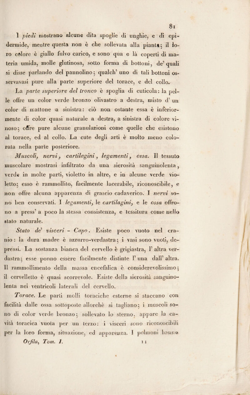 1 piedi mostrano alcune dita spoglie di unghie, e di epi¬ dermide, mentre questa non è che sollevata alla pianta} il lo¬ ro colore è giallo fulvo carico, e sono qua e là coperti di ma¬ teria umida, molle glutinosa, sotto forma di bottoni, de’ quali si disse parlando del pannolino 3 qualch’ uno di tali bottoni os- servavasi pure alla parte superiore del torace, e del colW La parte superiore del tronco è spoglia di cuticola: la pel¬ le offre un color verde bronzo olivastro a destra, misto d’ un color di mattone a sinistra: ciò non ostante essa è inferior¬ mente di color quasi naturale a destra, a sinistra di colore vi¬ noso 5 offre pure alcune granulazioni come quelle che esistono al torace, ed al collo. La cute degli arti è molto meno colo¬ rata nella parte posteriore. Muscoli, nervi, cartilagini, legamenti, ossa. Il tessuto muscolare mostrasi infiltrato da una sierosità sanguinolenta, verde in molte parti, violetto in altre, e in alcune verde vio¬ letto: esso è rammollito, facilmente lacerabile, riconoscibile, e non offre alcuna apparenza di grascio cadaverico. I nervi so¬ no ben conservati. I legamenti, le cartilagini, e le ossa offro¬ no a press’ a poco la stessa consistenza, e tessitura come nello stato naturale. Stato de1 visceri - Capo. Esiste poco vuoto nel cra¬ nio : la dura madre è azzurro-verdastra : i vasi sono vuoti, de¬ pressi. La sostanza bianca del cervello è grigiastra, 1’ altra ver¬ dastra} esse ponno essere facilmente distinte l’una dall’altra. Il rammollimento della massa encefalica è considerevolissimo} il cervelletto è quasi scorrevole. Esiste della sierosità sanguino¬ lenta nei ventricoli laterali del cervello. Torace. Le parti molli toraciche esterne si staccano con facilità dalle ossa sottoposte allorché si tagliano 5 i muscoli so¬ no di color verde bronzo $ sollevato lo sterno, appare la ca¬ vità toracica vuota per un terzo: i visceri sono riconoscibili per la loro forma, situazione, ed apparenza, i polmoni hanno OrJila.t Tom. 1. 11