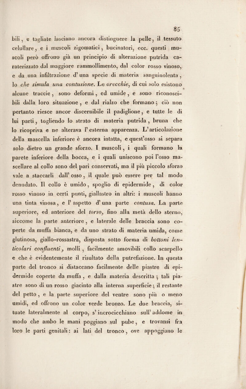 bili , e tagliate lasciano ancora distinguere la pelle , il tessuto celullare , e i muscoli zigomatici, bucinatori, ecc. questi mu¬ scoli però offrono già un principio di alterazione putrida ca- raterizzato dal maggiore rammollimento, dal color rosso vinoso, e da una infiltrazione d’ una specie di materia sanguinolenta , lo che simula una contusione. Le orecchie, di cui solo esistono / alcune traccie , sono deformi, ed umide, e sono riconosci¬ bili dalla loro situazione , e dal rialzo che formano 5 ciò non pertanto riesce ancor discernibile il padiglione, e tutte le di lui parti, togliendo lo strato di materia putrida , bruna che lo ricopriva e ne alterava l’esterna apparenza. L’articolazione della mascella inferiore è ancora intatta, e quest’osso si separa solo dietro un grande sforzo. I muscoli, i quali formano la parete inferiore della bocca, e i quali uniscono poi l’osso ma¬ scellare ai collo sono dei pari conservati, ma il più piccolo sforzo vale a staccarli dall’ osso , il quale può essere per tal modo denudato. Il collo è umido, spoglio di epidermide , di color rosso vinoso in certi punti, giallastro in altri: i muscoli hanno una tinta vinosa, e P aspetto d’ una parte contusa. La parte superiore, ed anteriore del torso, fino alla metà dello sterno, siccome la parte anteriore , e laterale delle braccia sono co¬ perte da muffa bianca, e da uno strato di materia umida, come glutinosa, giallo-rossastra, disposta sotto forma di bottoni len- ticolari confluenti , molli , facilmente amovibili collo scarpello e che è evidentemente il risultato della putrefazione. In questa parte del tronco si distaccano facilmente delle piastre di epi¬ dermide coperte da muffa , e dalla materia descritta • tali pia¬ stre sono di un rosso giacinto alla interna superficie} il restante del petto , e la parte superiore del ventre sono più o meno umidi, ed offrono un color verde bronzo. Le due braccia, si¬ tuate lateralmente al corpo, s’incrocicchiano sull’ addome in modo che ambo le mani poggiano sul pube, e trovansi fra loro le parti genitali : ai lati del tronco , ove appoggiano le