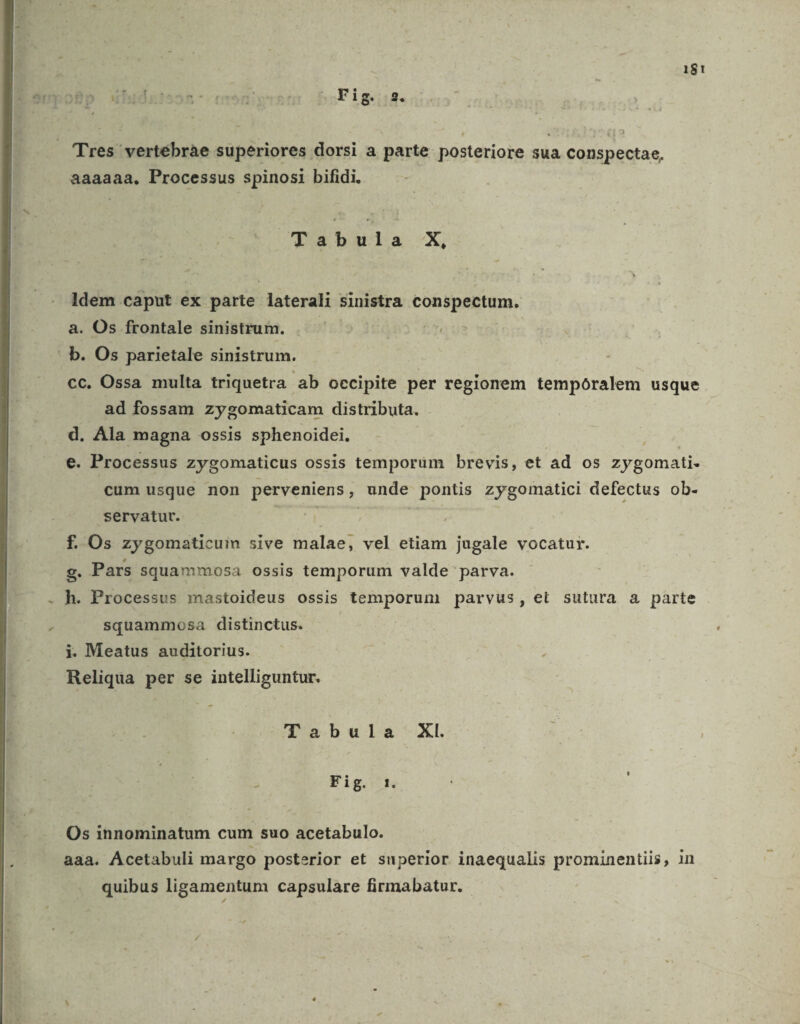 p^ op utu r 1 Go (nm5pm: - : Fig. 2. Tres vertébràe superiores dorsi a parte posteriore sua conspectae, aaaaaa,. Processus spinosi bifidi. Tabula X, ldem caput ex parte laterali sinistra conspectum. a. Os frontale sinistrum. ipa fm ' b. Os parietale sinistrum. cc. Ossa multa triquetra ab occipite per regionem tempóralem usque ad fossam zygomaticam distributa. d. Ala magna ossis sphenoidei. : €. Processus zygomaticus ossis temporum brevis, et ad os zygomati- cum usque non perveniens, unde pontis zygomatici defectus ob. servatur. | | f. Os zygomaticum sive malae, vel etiam jugale vocatur. g. Pars squammosa ossis temporum valde parva. h. Processus mastoideus ossis temporum parvus, et sutura a parte squammosa distinctus. i. Meatus auditorius. Reliqua per se intelliguntur. Tabula XI. Fig. Os innominatum cum suo acetabulo. aaa. Acetabuli margo posterior et superior inaequalis prominentiis, in quibus ligamentum capsulare firmabatur.