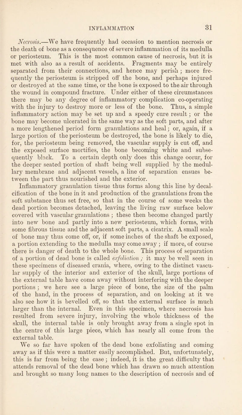 Necrosis.—We have frequently had occasion to mention necrosis or the death of bone as a consequence of severe inflammation of its medulla or periosteum. This is the most common cause of necrosis, but it is met with also as a result of accidents. Fragments may be entirely separated from their connections, and hence may perish ; more fre¬ quently the periosteum is stripped off the bone, and perhaps injured or destroyed at the same time, or the bone is exposed to the air through the wound in compound fracture. Under either of these circumstances there may be any degree of inflammatory complication co-operating with the injury to destroy more or less of the bone. Thus, a simple inflammatory action may be set up and a speedy cure result; or the bone may become ulcerated in the same way as the soft parts, and after a more lengthened period form granulations and heal; or, again, if a large portion of the periosteum be destroyed, the bone is likely to die, for, the periosteum being removed, the vascular supply is cut off, and the exposed surface mortifies, the bone becoming white and subse¬ quently black. To a certain depth only does this change occur, for the deeper seated portion of shaft being well supplied by the medul¬ lary membrane and adjacent vessels, a line of separation ensues be¬ tween the part thus nourished and the exterior. Inflammatory granulation tissue thus forms along this line by decal¬ cification of the bone in it and production of the granulations from the soft substance thus set free, so that in the course of some weeks the dead portion becomes detached, leaving the living raw surface below covered with vascular granulations ; these then become changed partly into new bone and partly into a new periosteum, which forms, with some fibrous tissue and the adjacent soft parts, a cicatrix. A small scale of bone may thus come off, or, if some inches of the shaft be exposed, a portion extending to the medulla may come away ; if more, of course there is danger of death to the whole bone. This process of separation of a portion of dead bone is called exfoliation; it may be well seen in these specimens of diseased crania, where, owing to the distinct vascu¬ lar supply of the interior and exterior of the skull, large portions of the external table have come away without interfering with the deeper portions ; we here see a large piece of bone, the size of the palm of the hand, in the process of separation, and on looking at it we also see how it is bevelled off, so that the external surface is much larger than the internal. Even in this specimen, where necrosis has resulted from severe injury, involving the whole thickness of the skull, the internal table is only brought away from a single spot in the centre of this large piece, which has nearly all come from the external table. We so far have spoken of the dead bone exfoliating and coming away as if this were a matter easily accomplished. But, unfortunately, this is far from being the case; indeed, it is the great difficulty that attends removal of the dead bone which has drawn so much attention and brought so many long names to the description of necrosis and of