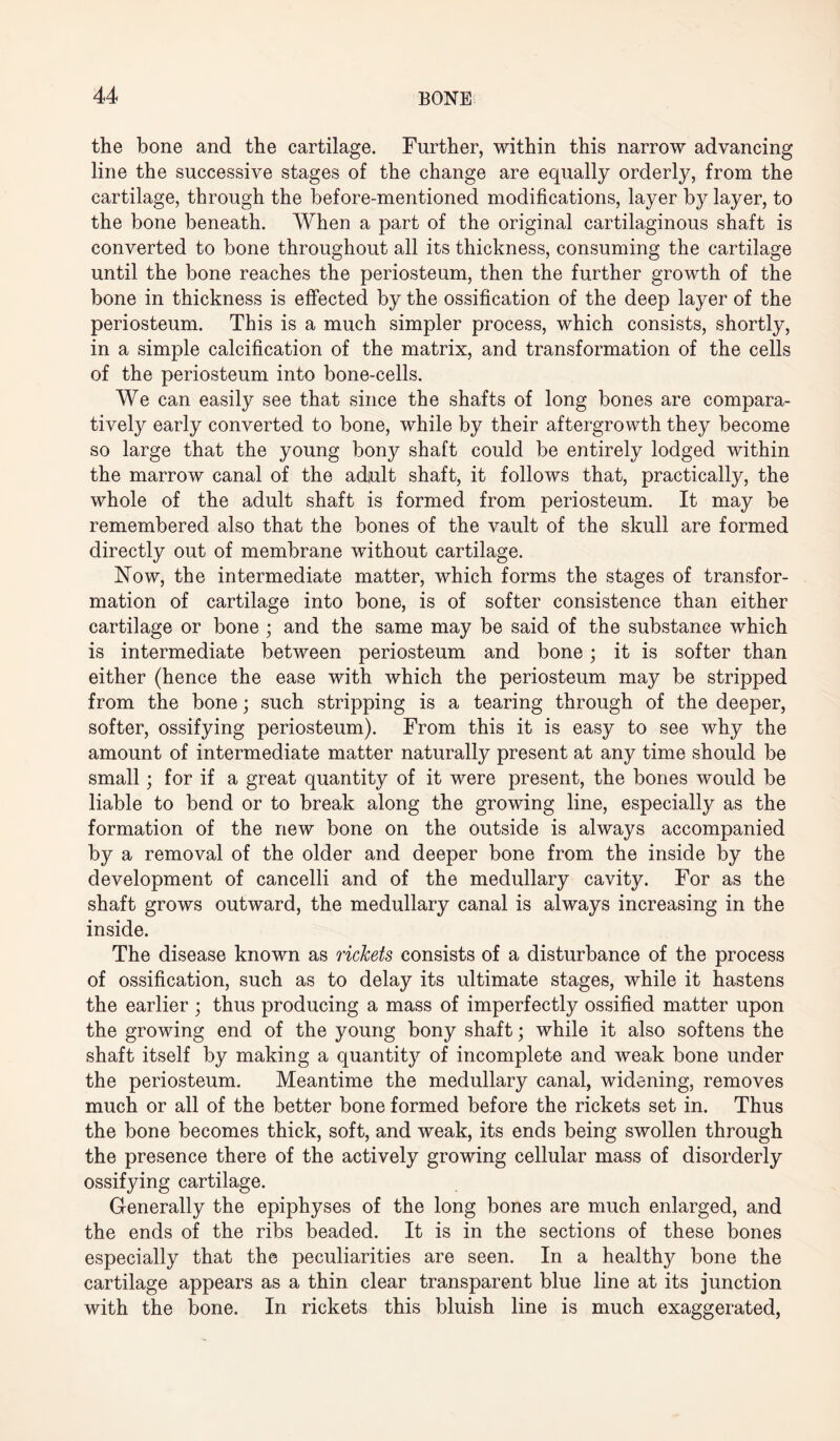 the bone and the cartilage. Further, within this narrow advancing line the successive stages of the change are equally orderly, from the cartilage, through the before-mentioned modifications, layer by layer, to the bone beneath. When a part of the original cartilaginous shaft is converted to bone throughout all its thickness, consuming the cartilage until the bone reaches the periosteum, then the further growth of the bone in thickness is effected by the ossification of the deep layer of the periosteum. This is a much simpler process, which consists, shortly, in a simple calcification of the matrix, and transformation of the cells of the periosteum into bone-cells. We can easily see that since the shafts of long bones are compara¬ tively early converted to bone, while by their aftergrowth they become so large that the young bony shaft could be entirely lodged within the marrow canal of the adult shaft, it follows that, practically, the whole of the adult shaft is formed from periosteum. It may be remembered also that the bones of the vault of the skull are formed directly out of membrane without cartilage. Now, the intermediate matter, which forms the stages of transfor¬ mation of cartilage into bone, is of softer consistence than either cartilage or bone ; and the same may be said of the substance which is intermediate between periosteum and bone; it is softer than either (hence the ease with which the periosteum may be stripped from the bone; such stripping is a tearing through of the deeper, softer, ossifying periosteum). From this it is easy to see why the amount of intermediate matter naturally present at any time should be small; for if a great quantity of it were present, the bones would be liable to bend or to break along the growing line, especially as the formation of the new bone on the outside is always accompanied by a removal of the older and deeper bone from the inside by the development of caneelli and of the medullary cavity. For as the shaft grows outward, the medullary canal is always increasing in the inside. The disease known as rickets consists of a disturbance of the process of ossification, such as to delay its ultimate stages, while it hastens the earlier ; thus producing a mass of imperfectly ossified matter upon the growing end of the young bony shaft; while it also softens the shaft itself by making a quantity of incomplete and weak bone under the periosteum. Meantime the medullary canal, widening, removes much or all of the better bone formed before the rickets set in. Thus the bone becomes thick, soft, and weak, its ends being swollen through the presence there of the actively growing cellular mass of disorderly ossifying cartilage. Generally the epiphyses of the long bones are much enlarged, and the ends of the ribs beaded. It is in the sections of these bones especially that the peculiarities are seen. In a healthy bone the cartilage appears as a thin clear transparent blue line at its junction with the bone. In rickets this bluish line is much exaggerated,