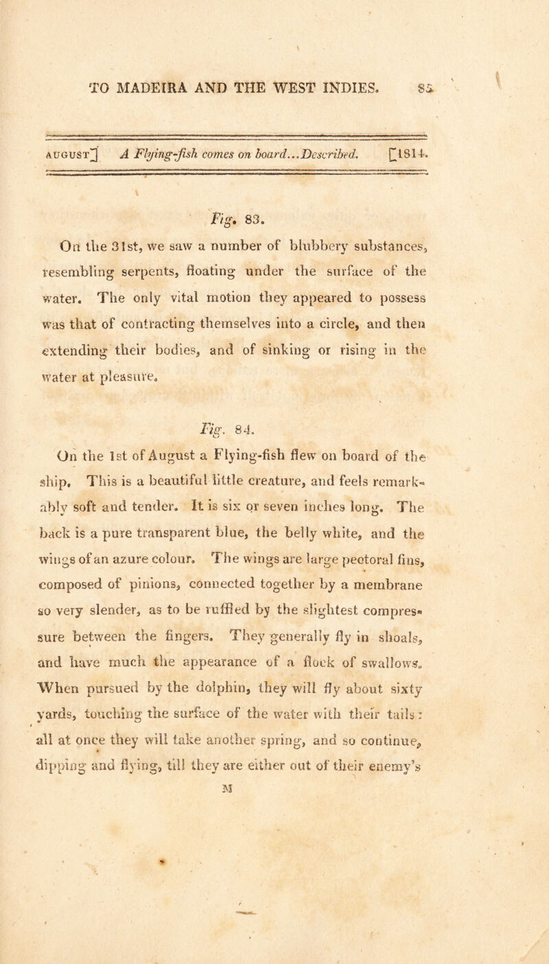 \ TO MADEIRA AND THE WEST INDIES. SS AUGUST^ A Flying-Jish comes on board..,Described. risu. Fig, 83. On llie 31st, we saw a number of bliibbery substances, resembling serpents, floating under the surface of the water. The only vital motion they appeared to possess was that of contracting themselves into a circle, and then extending their bodies, and of sinking or rising in the water at pleasure. Fig. 84. On the 1st of August a Flying-fish flew on board of the ship. This is a beautiful little crccature, and feels remark- ablv soft and tender. It is six or seven inches loiiij-. The V O back is a pure transparent blue, the belly white, and the wings of an azure colour. The wings are large pectoral fins, composed of pinions, connected together by a membrane so very slender, as to be ruffled by the slightest compres* sure between the fingers. They generally fly in shoals, and have much the appearance of a flock of swallows. When pursued by the dolphin, they will fly about sixty yards, touching the surface of the water with their tails: all at once they will take another spring, and so continue, dipping and flying, till they are either out of their enemy’s M