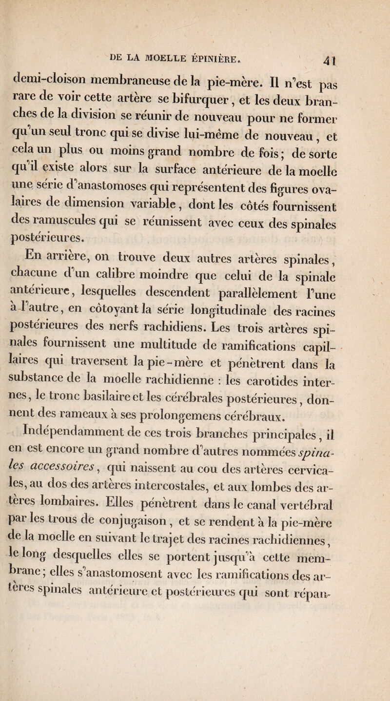 clemi-cloison membraneuse de la pie-mère. Il n’est pas rare de voir cette artère se bifurquer, et les deux bran¬ ches de la division se réunir de nouveau pour ne former qu un seul tronc qui se divise lui-meme de nouveau, et cela un plus ou moins grand nombre de fois ; de sorte qu il existe alors sur la surface anterieure de la moelle une sene d anastomoses qui représentent des figures ova- laii es de dimension variable, dont les cotés fournissent des ramuscules qui se réunissent avec ceux des spinales postérieures. En arriéré, on trouve deux autres artères spinales, chacune d’un calibre moindre que celui de la spinale antérieure, lesquelles descendent parallèlement Tune a 1 autre, en côtoyant la sene longitudinale des racines postérieures des nerfs rachidiens. Les trois artères spi¬ nales fournissent une multitude de ramifications capil¬ laires qui traversent la pie-mère et pénètrent dans la substance de la moelle rachidienne : les carotides inter¬ nes , le tronc basilaire et les cérébrales postérieures, don¬ nent des rameaux à ses proîongemens cérébraux. Indépendamment de ces trois branches principales, il en est encore un grand nombre d’autres nommées spina- les accessoires, qui naissent au cou des artères cervica¬ les, au dos des arteres intercostales, et aux lombes des ar- teies lombaires. Elles pénétrent dans le canal vertébral pai les trous de conjugaison , et se rendent a la pie-mère de la moelle en suivant le trajet des racines rachidiennes, le long desquelles elles se portent jusqu’à cette mem¬ brane; elles s’anastomosent avec les ramifications des ar¬ teres spinales antérieure et postérieures qui sont répaiv