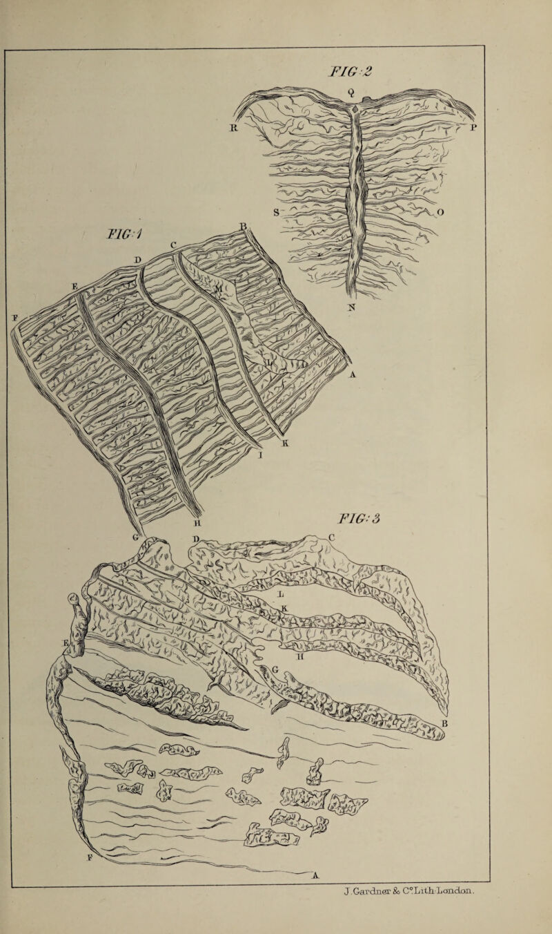 J.G-axdagr & C°Lit]i/Landon.