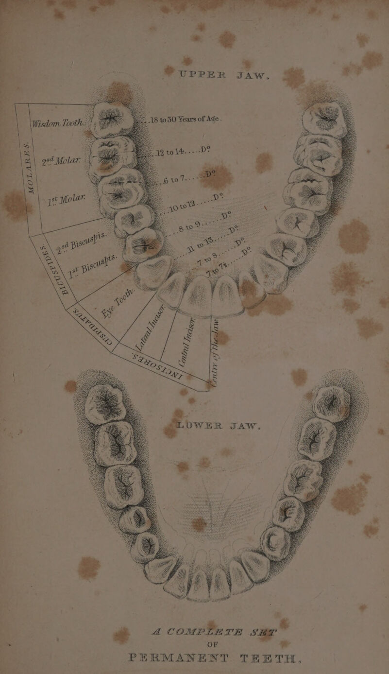 18 to 30 Year's of Age . u = AC omen TH OF PERMANENT TEETH.