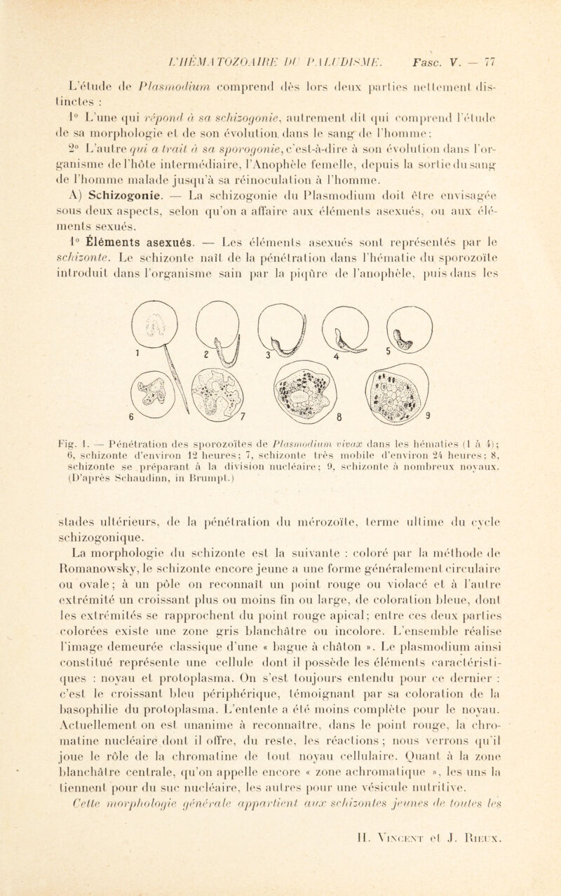 i:HÉMATOZOAIRE DP PALUDISME. Fasc. V. — 77 L’étude de Plasmodium comprend dès lors deux parties nettement dis- tinctes : 1° L’une qui répond à sa schizogonie, autrement dit qui comprend l’élude de sa morphologie et de son évolution, dans le sang de l’homme; 2° L’autre qui a trait à sa sporogonie, c'est-à-dire à son évolution dans l’or¬ ganisme de l'hôte intermédiaire, l’Anophèle femelle, depuis la sortie du sang de l’homme malade jusqu’à sa réinoculation à l’homme. A) Schizogonie. — La schizogonie du Plasmodium doit être envisagée sous deux aspects, selon qu’on a affaire aux éléments asexués, ou aux élé¬ ments sexués. 1° Éléments asexués. — Les éléments asexués sont représentés par le schizonte. Le schizonte naît de la pénétration dans l’hématie du sporozoïte introduit dans l’organisme sain par la piqûre de l’anophèle, puis dans les Fig. 1. — Pénétration des sporozoïtes de Plasmodium vivax dans les hématies (1 à 4); 6, schizonte d’environ 12 heures; 7, schizonte très mobile d’environ 24 heures; 8, schizonte se préparant à la division nucléaire; 9, schizonte à nombreux noyaux. (D’après Schaudinn, in Brumpt.) stades ultérieurs, de la pénétration du mérozoïle, terme ultime du cycle schizogonique. La morphologie du schizonte est la suivante : coloré par la méthode de Romanowsky, le schizonte encore jeune a une forme généralement circulaire ou ovale; à un pôle on reconnaît un point rouge ou violacé et à l’autre extrémité un croissant plus ou moins fin ou large, de coloration bleue, dont les extrémités se rapprochent du point rouge apical; entre ces deux parties colorées existe une zone gris blanchâtre ou incolore. L’ensemble réalise l’image demeurée classique d’une « bague à chaton ». Le plasmodium ainsi constitué représente une cellule dont il possède les éléments caractérisli- ques : noyau et protoplasma. On s’est toujours entendu pour ce dernier : c’est le croissant bleu périphérique, témoignant par sa coloration de la basophilie du protoplasma. L’entente a été moins complète pour le noyau. Actuellement on est unanime à reconnaître, dans le point rouge, la chro¬ matine nucléaire dont il offre, du reste, les réactions; nous verrons qu’il joue le rôle de la chromatine de tout noyau cellulaire. Quant à la zone blanchâtre centrale, qu’on appelle encore « zone achromatique », les uns la tiennent pour du suc nucléaire, les autres pour une vésicule nutritive. Cette morphologie générale appartient aux schizontes jeunes de toutes les