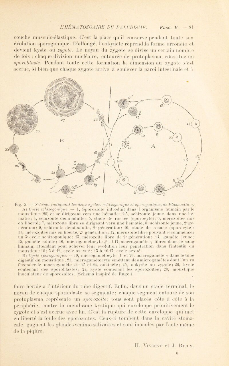 couche m u seul o-éla s tique. C’est la place qu’il conserve pendant toute son évolution sporogonique. D’allongé, l’ookynète reprend la forme arrondie et devient kyste ou zygote. Le noyau du zygote se divise un certain nombre de fois : chaque division nucléaire, entourée de protoplasma, constitue un sporoblaste. Pendant toute celle formation la dimension du zygote s’est Fig. 5. — Schéma indiquant les deux cycles: schizogonique et sporogonique, de Plasmodium. A) Cycle schizogonique. — 1, Sporozoïte introduit dans l’organisme humain par le moustique (28) et se dirigeant vers une hématie; 2-3, schizonte jeune dans une hé¬ matie; 4, schizonte demi-adulte; 5, stade de rosace (sporocyte); 6, mérozoïtes mis en liberté; 7, mérozoïte libre se dirigeant vers une hématie; 8, schizonte jeune, 2U gé¬ nération; 9, schizonte demi-adulte, 2J génération ; 10, stade de rosace (sporocyte); 11, mérozoïtes mis en liberté, 2e génération; 12, mérozoïte libre pouvant recommencer un 3e cycle schizogonique; 13, mérozoïte libre de 2e génération ; 14, gamète jeune; 15, gamète adulte; 16, microgamétocyte cf et 17, macrogamète ç libres dans le sang humain, attendant pour achever leur évolution leur pénétration dans 1 intestin du moustique 18; 3 à 12, cycle asexué; 13 à 16-17, cycle sexué. B) Cycle sporogonique. — 19, microgamétocyte J* et 20. macrogamète ? dans le tube digestif du moustique ; 21, microgamétocyte émettant des microgamètes dont l’un va féconder le macrogamète 22; 25 et 24, ookinète; 25, ookyste ou zygote; 26, kyste contenant des sporoblastes ; 27, kyste contenant les sporozoïtes; 28. moustique inoculateur de sporozoïtes. (Schéma inspiré de Ruge.) faire hernie à l’intérieur <lu tube digestif. Enfin, dans un stade terminal, le noyau de chaque sporoblaste se segmente; chaque segment entouré de son protoplasma représente un sporozoïte; tous sont placés côte à côte à la périphérie, contre la membrane kystique qui enveloppe primitivement le zygote et s’est accrue avec lui. C’est la rupture de cette enveloppe qui met en liberté la foule des sporozoïtes. Ceux-ci tombent dans la cavité stoma¬ cale, gagnent les glandes venimo-salivaires et sont inoculés par l’acte même de la piqûre. 11. Yixcent et J. Rieux. 6