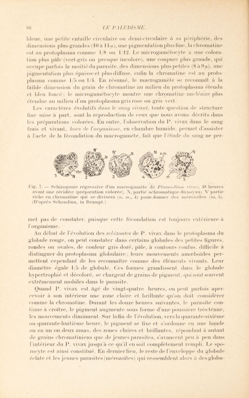 uo, une petite entaille circulaire ou demi-circulaire à sa périphérie, des dimensions pins grandes ( 10 à 14 g), une pigmentai ion plus line, la ch mina I ine est au protoplasma comme 1/8 ou 1/12. Le microgamétocyte a une colora¬ tion plus pâle (vert-gris ou presque incolore), une coupure plus grande, qui occupe parfois la moitié du parasite, des dimensions plus petites (8 à ha), une pigmentat ion plus épaisse et plus diffuse, enfin la chromatine esl au proto¬ plasma comme 1/5 ou 1/4. En résumé, le macrogamèle se reconnaît à la faible dimension du grain de chromatine au milieu du protoplasma étendu et bleu foncé; le microgamétocyte montre une chromatine nucléaire plus étendue au milieu d'un protoplasma gris rose ou gris vert. Les caractères évolutifs dans le sang vivant, toute question de structure line mise à part, sont la reproduction de ceux que nous avons décrits dans les préparations colorées. En outre, l’observation du P. vivax dans le sang frais et vivant, hors de L organisme, en chambre humide, permet d’assister à l’acte de la fécondation du macrogamète, fait que l'élude du sang ne per- ig. 7. — Schizogonie régressive d’un macrogamète de Plasmodium vivax, 48 heures avant une récidive (préparation colorée). A . partie achromatique du noyau : N'partie riclie en chromatine qui se divisera [n. m., 4) pour.donner des inérozoïtes (m, 5). (D’après-Schaudinn, in Brumpt.) met pas de constater, puisque celle fécondation esl toujours extérieure à l’organisme. Au début de l’évolution des schizontes de P. vivax dans le proloplasma du globule rouge, on peut constater dans certains globules des petites figures, rondes ou ovales, de couleur gris doré, pâle, à contours confus, difficile à distinguer du protoplasma globulaire; leurs mouvements amœboïdes per¬ mettent cependant de les reconnaître comme des éléments vivants. Leur diamètre égale 1/5 de globule. Ces formes grandissent dans le globule hypertrophié et décoloré, se chargent de grains de pigment, qui sont souvent extrêmement mobiles dans le parasite. Quand P. vivax est âgé de vingt-quatre heures, on peut parfois aper¬ cevoir à son intérieur une zone claire et brillante qu'on doit considérer comme la chromatine. Durant les douze heures suivantes, le parasite con¬ tinue à croître, le pigment augmente sous forme d'une poussière très ténue, les mouvements diminuent. Sur la fin de l’évolution, vers la quarante-sixième ou quarante-huitième heure, le pigment se tixe et s’ordonne en une bande ou en un ou deux amas, des zones claires et brillantes, répondant à autant de grains chromatiniens que de jeunes parasites, s’avancent peu à peu dans 1 intérieur du P. vivax jusqu’à ce qu’il en soit complètement rempli. Le spo¬ rocyte esl ainsi constitué. En dernier lieu, le reste de l’enveloppe du globule éclate et les jeunes parasites (inérozoïtes) qui ressemblent alors à desglobu-