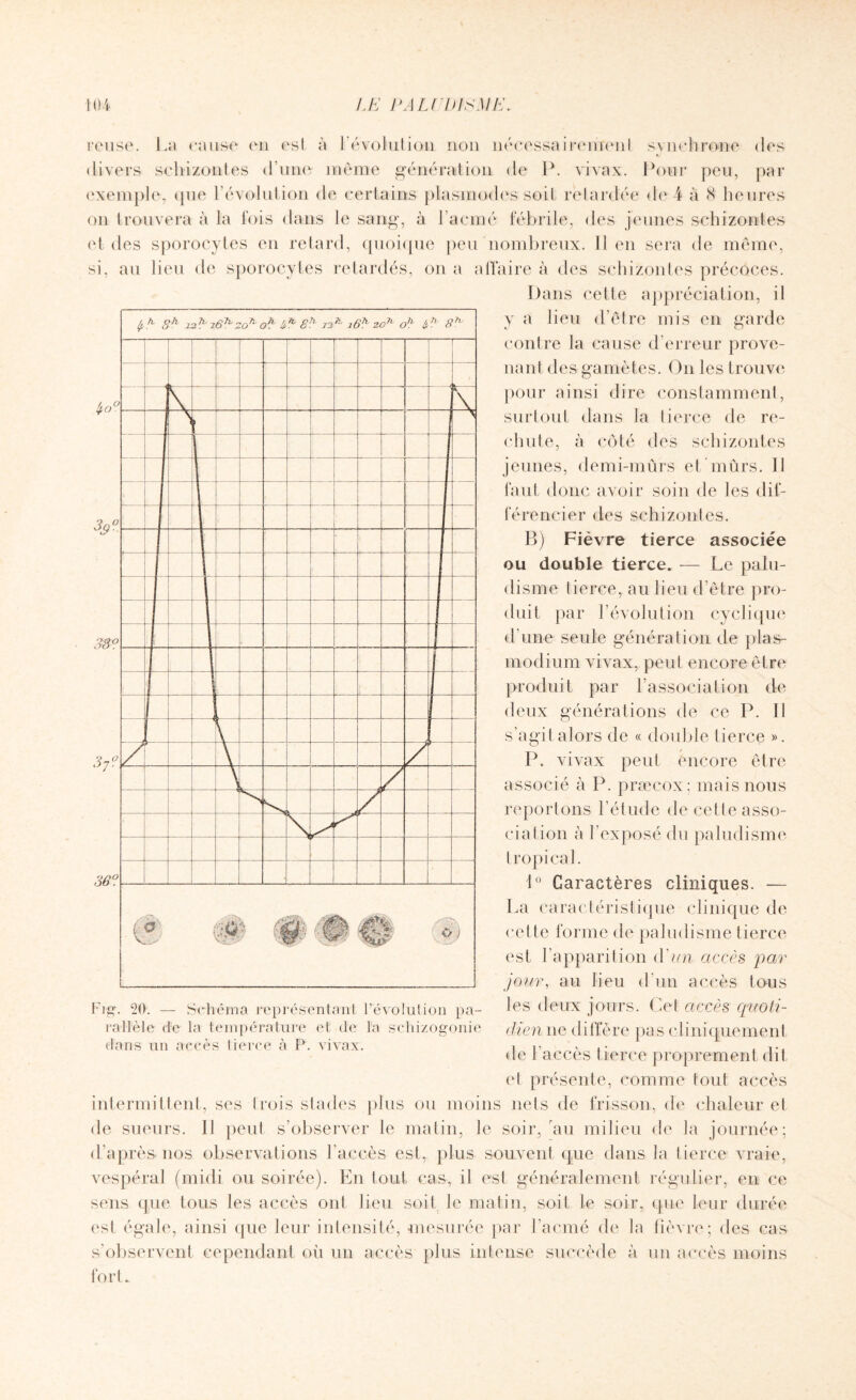 rense. La cause en esl à l’évolution non nécessairement synchrone des divers schizontes d’une même génération de P. vivax. Pour peu, par exemple, que l'évolution de certains plasmodes soit retardée de 4 à 8 heures on trouvera à la fois dans le sang, à l’acmé fébrile, des jeunes schizontes et des sporocytes en retard, quoique peu nombreux. Il en sera de même, si, au lieu de sporocytes retardés, on a affaire à des schizontes précoces. Dans cette appréciation, il y a lieu d’être mis en garde contre la cause d’erreur prove¬ nant des gamètes. On les trouve pour ainsi dire constamment, surtout dans la tierce de re¬ chute, à côté des schizontes jeunes, demi-mûrs et mûrs. Il faut donc avoir soin de les dif¬ férencier des schizontes. B) Fièvre tierce associée ou double tierce. — Le palu¬ disme tierce, au lieu d’être pro¬ duit par 1’évolution cyclique d'une seule génération de plas¬ modium vivax, peut encore être produit par l’association de deux générations de ce P. 11 s’agit alors de « double tierce ». P. vivax peut encore associé à P. præcox: mais nous reportons l’étude de cette asso¬ ciation à l’exposé du paludisme tropical. 1° Caractères cliniques. — La caractéristique clinique de cette forme de paludisme tierce est l’apparition A'un accès par jour, au lieu d'un accès tous les deux jours. Cet accès quoti¬ dien ne diffère pas cliniquement de l’accès tierce proprement dit et présente, comme tout accès intermittent, ses trois stades plus ou moins nets de frisson, de chaleur et de sueurs. Il peut s’observer le matin, le soir, rau milieu de la journée; d’après nos observations l’accès est, plus souvent que dans la tierce vraie, vespéral (midi ou soirée). En tout cas, il est généralement régulier, en ce sens que tous les accès ont lieu soit le matin, soit le soir, que leur durée est égale, ainsi que leur intensité, mesurée par l’acmé de la fièvre; des cas s’observent cependant où un accès plus intense succède à un accès moins fort. dans un accès tierce à P. vivax.