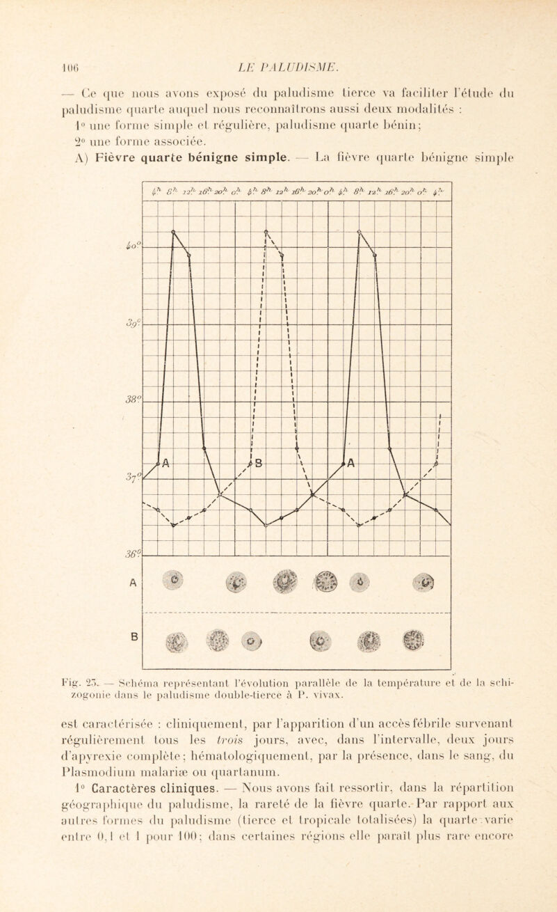 — Ce que nous avons exposé clu paludisme tierce va faciliter l’étude du paludisme quarte auquel nous reconnaîtrons aussi deux modalités : t° une forme simple et régulière, paludisme quarte bénin; 2° une forme associée. A) Fièvre quarte bénigne simple. — La fièvre quarte bénigne simple Fig. 23. — Schéma représentant l’évolution parallèle de la température et de la schi¬ zogonie dans le paludisme double-tierce à P. vivax. est caractérisée : cliniquement, par l’apparition d’un accès fébrile survenant régulièrement tous les trois jours, avec, dans l’intervalle, deux jours d’apyrexie complète; hématologiquement, par la présence, dans le sang, du Plasmodium malariæ ou quartanum. 1° Caractères cliniques. — Nous avons fait ressortir, dans la répartition géographique du paludisme, la rareté de la fièvre quarte. Par rapport aux autres formes- du paludisme (tierce et tropicale totalisées) la quarte .varie entre 0,1 et 1 pour 100; dans certaines régions elle paraît plus rare encore