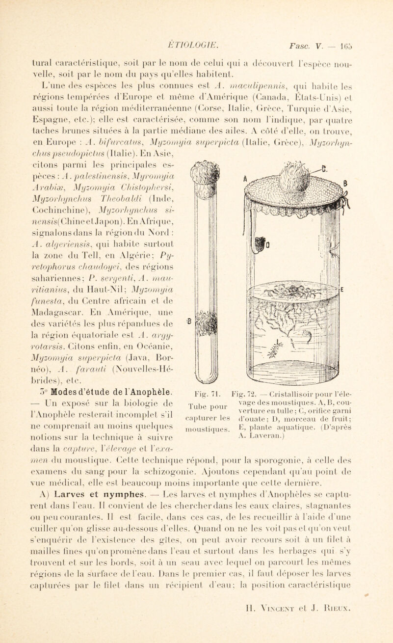 tural caractéristique, soit par le nom de celui qui a découvert l’espèce nou¬ velle, soit par le nom du pays qu’elles habitent. L’une des espèces les plus connues est A. maculipennis, qui habite les régions tempérées d’Europe et même d’Amérique (Canada, États-Unis) et aussi toule la région méditerranéenne (Corse, Italie, Grèce, Turquie d’Asie, Espagne, etc.); elle est caractérisée, comme son nom l’indique, par quatre taches brunes situées à la partie médiane des ailes. A côté d’elle, on trouve, en Europe : A. bifurcatus, Myzomyia superpicta (Italie, Grèce), Myzorhyn- chus pseudopic tus (Italie). En Asie, citons parmi les principales es¬ pèces : A. palestinensis, Myromyia Arabiæ, Myzomyia Chistophersi, Myzorhynchus Theobaldi (Inde, Cochinchine), Myzorhynchus si- nensis( Chine et Japon). En Afrique, signalons dans la région du Nord : .1. algeriensis, qui habite surtout la zone du Tell, en Algérie; Py- retophorus cliaudoyei, des régions sahariennes; P. sergenti,A. mau- ritianius, du Haut-Nil; My zomyia funesta, du Centre africain et de Madagascar. En Amérique, une des variétés les plus répandues de la région équatoriale est A. argy- rotarsis. Citons enfin, en Océanie, Myzomyia superpicta (Java, Bor¬ néo), A. farauti (Nouvelles-Hé¬ brides), etc. 5° Modes d’étude de b Anophèle. — Un exposé sur la biologie de l’Anophèle resterait incomplet s’il ne comprenait au moins quelques notions sur la technique à suivre dans la capture, Y élevage et Y exa¬ men du moustique. Cette technique répond, pour la sporogonie, à celle des examens du sang pour la schizogonie. Ajoutons cependant qu’au point de vue médical, elle est beaucoup moins importante que celte dernière. A) Larves et nymphes. — Les larves et nymphes d’Anophèles se captu¬ rent dans l’eau. Il convient de les chercher dans les eaux claires, stagnantes ou peu courantes. Il est facile, dans ces cas, de les recueillir à l’aide d’une cuiller qu’on glisse au-dessous d’elles. Quand on ne les voit pas et qu’on veut s’enquérir de l’existence des gîtes, on peut avoir recours soit à un filet à mailles fines qu’on promène dans beau et surtout dans les herbages qui s’y trouvent et sur les bords, soit à un seau avec lequel on parcourt les mêmes régions de la surface de l’eau. Dans le premier cas, il faut déposer les larves capturées par le filet dans un récipient d’eau; la position caractéristique Fig. 71. Fig. 72. — Cristallisoir pour l’éle- T , , vage des moustiques. A, B, cou- r verture en tulle ; G, oritice garni capturer les d’ouate; D, morceau de fruit; moustiques. E> plante aquatique. (D’après A. Laveran.)