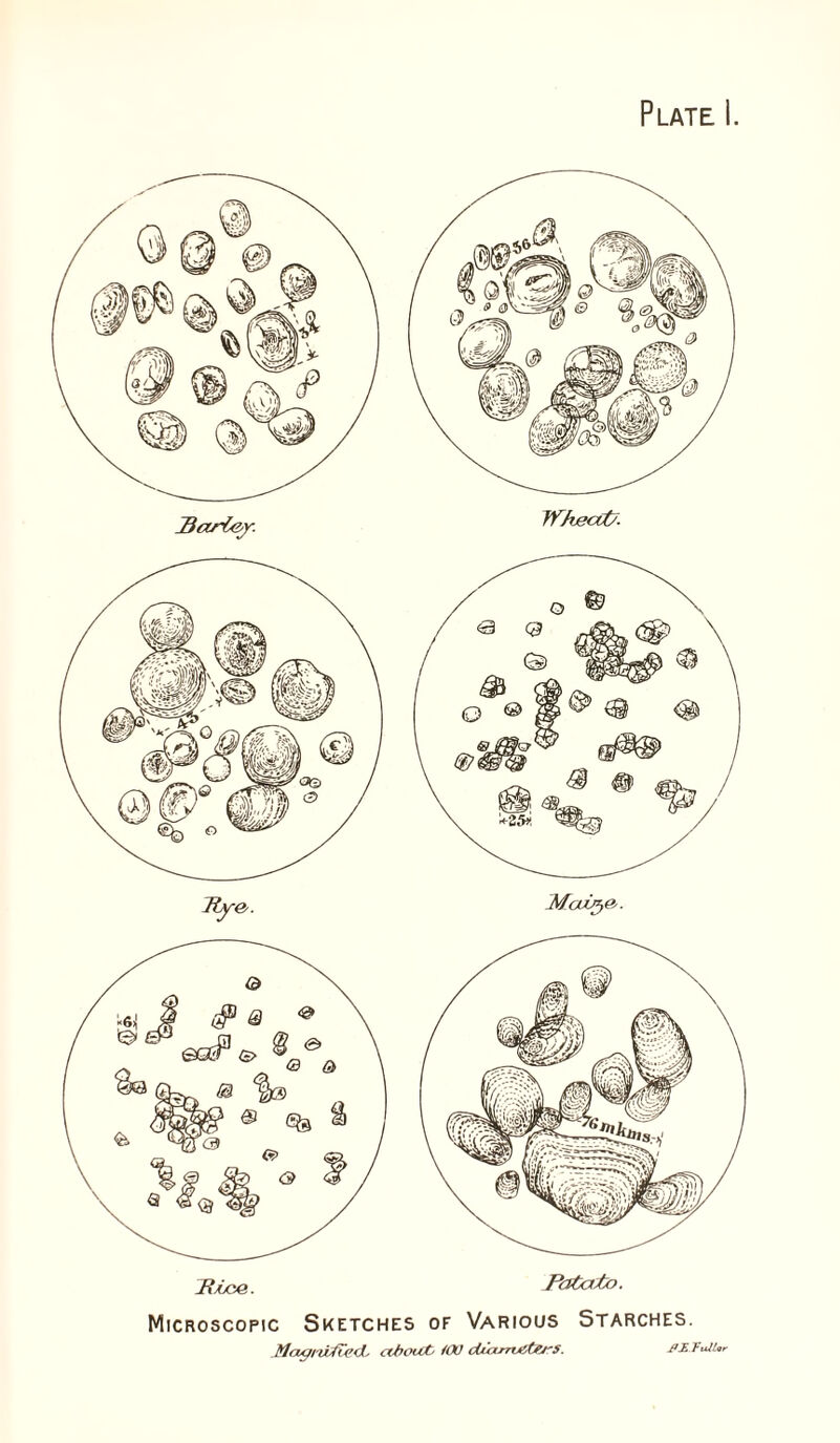 Plate i. Riioe. Pcttcfio. Microscopic Sketches of Various Starches. ctboUJC ^OO dMxrrt^^j'S. pI. l-uiUr