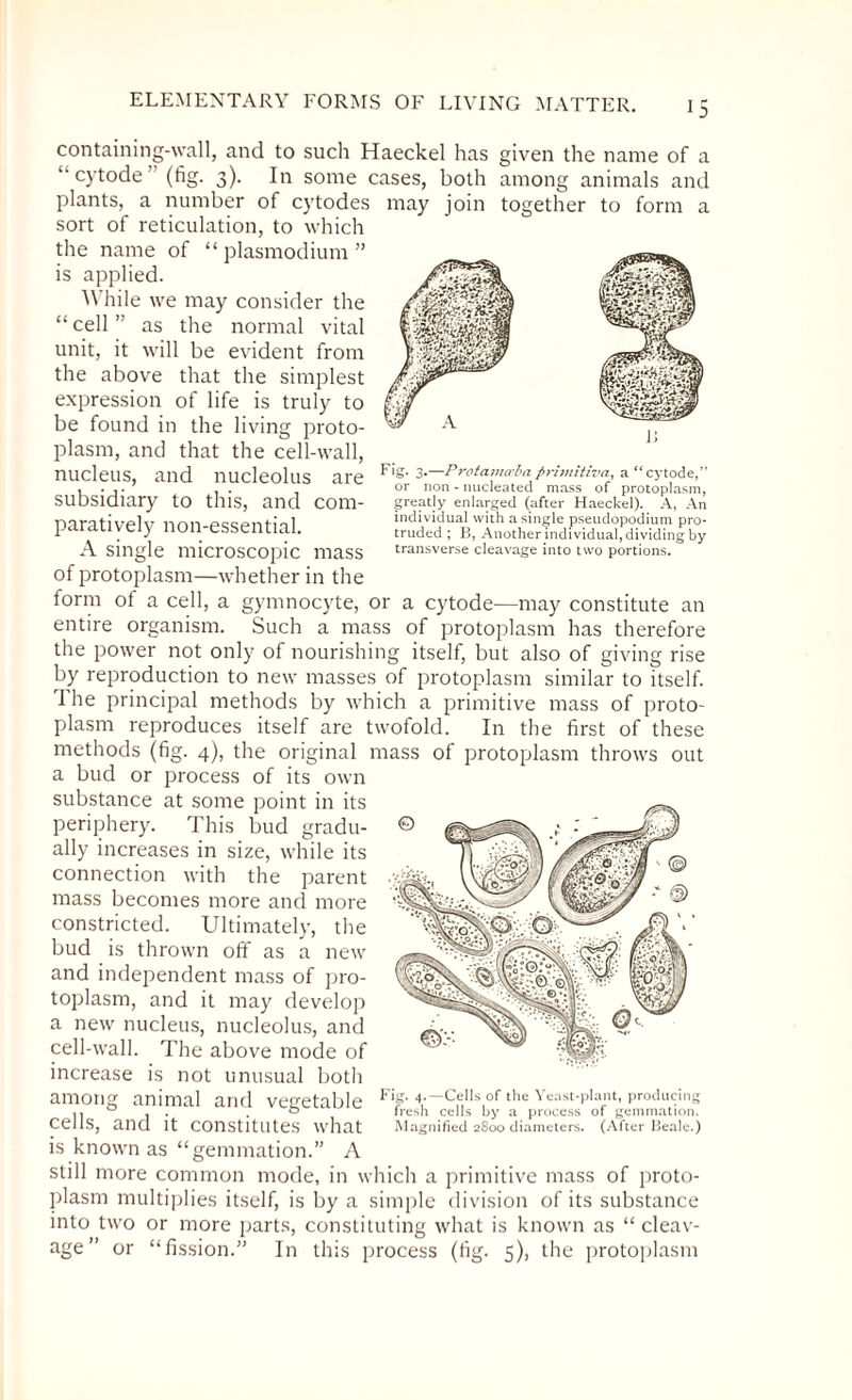 may join together to form a Fig. 3.—Protamccba primitively a “ cytode,” or non - nucleated mass of protoplasm, greatly enlarged (after Haeckel). A, An individual with a single pseudopodium pro¬ truded ; B, Another individual, dividing by transverse cleavage into two portions. containing-wall, and to such Haeckel has given the name of a ‘•cytode” (fig. 3). In some cases, both among animals and plants, a number of cytodes sort of reticulation, to which the name of “ plasmodium ” is applied. While we may consider the “ cell ” as the normal vital unit, it will be evident from the above that the simplest expression of life is truly to be found in the living proto¬ plasm, and that the cell-wall, nucleus, and nucleolus are subsidiary to this, and com¬ paratively non-essential. A single microscopic mass of protoplasm—whether in the form of a cell, a gymnocyte, or a cytode—may constitute an entire organism. Such a mass of protoplasm has therefore the power not only of nourishing itself, but also of giving rise by reproduction to new masses of protoplasm similar to itself. The principal methods by which a primitive mass of proto¬ plasm reproduces itself are twofold. In the first of these methods (fig. 4), the original mass of protoplasm throws out a bud or process of its own substance at some point in its periphery. This bud gradu¬ ally increases in size, while its connection with the parent mass becomes more and more constricted. Ultimately, the bud is thrown off as a new and independent mass of pro¬ toplasm, and it may develop a new nucleus, nucleolus, and cell-wall. The above mode of increase is not unusual both among animal and vegetable cells, and it constitutes what is known as “gemmation.” A still more common mode, in which a primitive mass of proto¬ plasm multiplies itself, is by a simple division of its substance into two or more parts, constituting what is known as “ cleav¬ age ” or “fission.” In this process (fig. 5), the protoplasm Fig. 4.—Cells of the Yeast-plant, producing fresh cells by a process of gemmation. Magnified 2800 diameters. (After Beale.)