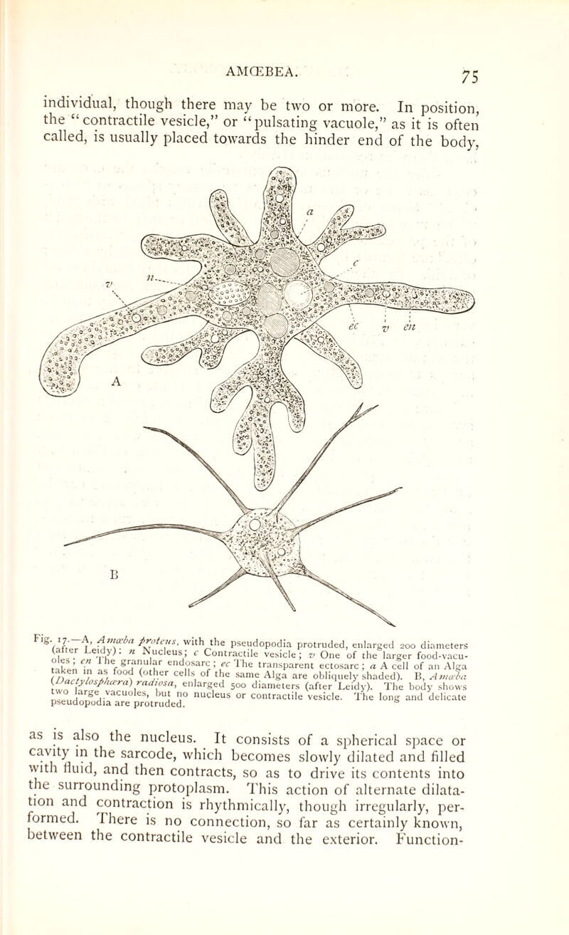 individual, though there may be two or more. In position, the “contractile vesicle,” or “pulsating vacuole,” as it is often called, is usually placed towards the hinder end of the body, as is also the nucleus. It consists of a spherical space or cavity in the sarcode, which becomes slowly dilated and filled with lluid, and then contracts, so as to drive its contents into the surrounding protoplasm. This action of alternate dilata¬ tion and contraction is rhythmically, though irregularly, per¬ formed. 1 here is no connection, so far as certainly known, between the contractile vesicle and the exterior. Function-