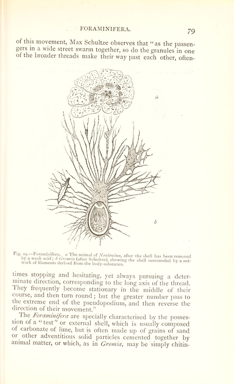 of this movement, Max Schultze observes that “as the passen- geis in a wide street swarm together, so do the granules in one ot the broader threads make their way past each other, often- v » * k - * '_/- » * - • f-TD / //} * 7 Fig')I,?TF°!jfmi.,'ifer.a-  The animal of Nonionitta after the shell has been removed acld ^ (after Schultze), showing the shell surrounded by a net¬ work of filaments dented from the body-substance. times stopping and hesitating, yet always pursuing a deter¬ minate direction, corresponding to the long axis of the thread. They frequently become stationary in the middle of their course, and then turn round ; but the greater number pass to the extreme end of the pseudopodium, and then reverse the direction of their movement.” . ^ he Foraminifera are specially characterised by the posses¬ sion of a “ test ” or external shell, which is usually composed of carbonate of lime, but is often made up of grains of sand or other adventitious solid particles cemented together by animal matter, or which, as in Gromia, may be simply chitin-