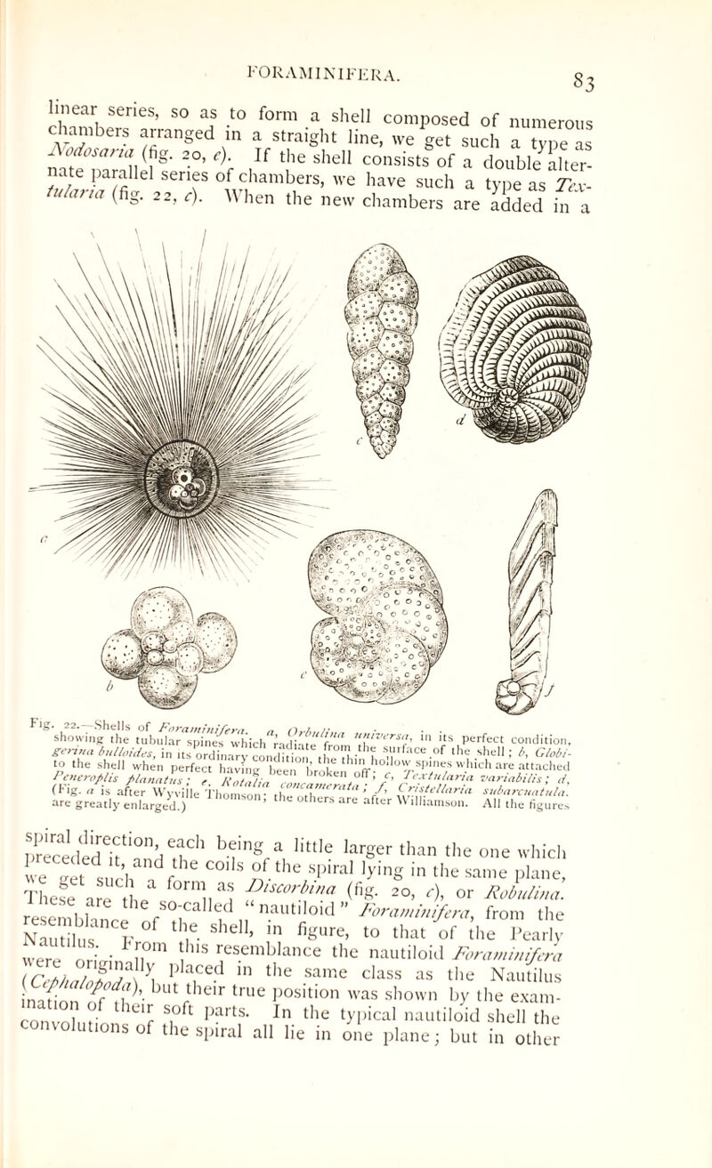 §3 linear series, so as to form a shell composed of numerous chambers arranged in a straight line, we get such a type as Mdosana frg. 20, e). If the shell consists of a double alter! na e parallel series of chambers, we have such a type as Tex- tuIaria ^ 22> ')• When the new chambers are added in a ^ 22. -Shells of Foraminifera n /),./. /■ . showing the tubular spine's which fr X[lversa' 111 lts Perfect condition, geritia bulloides, in .ts ordhrtrv conchfi n, th?? - t S.Vrface -°f the shel1! *, CMi- to the shell when perfect havfng b i W.hich ar-e Penerophs flanatus * ✓ A>uroKen on , c, Iextulana vanabilis; d, (Fig- “ is after Wyviile Thomson' theothZ?™* ’ /' w\yl'//nn subarcjiatula. are greatly enlarged.) ’ thc others are after Williamson. All the figures SledSf1 buinSra, HttIe largCr than the OIie which we let such n f C°'Is the SPiral '>'inS in the same plane, These are L fornl. a® ^corhna (fig. 20, c), or Rob,tibia. resent hi so-called nautiloid ” Foraminifera, from the Naut lus F °f th,e She,1‘ in figure> to that 'of (he Pearly were r ri • 1 ?'S resembIance the nautiloid Foraminifera (Cm, / fva!b paCed 111 the same class as the Nautilus ination °f(\\ ’• Jutftheir true position was shown by the exarn- convn 1, J r ?ft partS‘ ln the tyi)ical nautiloid shell the onvolutions of the spiral all lie in one plane; but in other