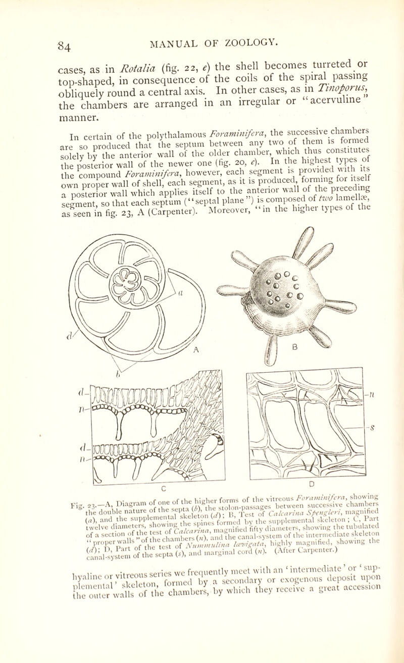 cases, as in Rotalia (fig. 22, e) the shell becomes turreted 01 top-shaped, in consequence of the coils of the spiral passing obliquely round a central axis. In other cases, as in Tinoporus^ the chambers are arranged in an irregular or “acervuline manner. In certain of the polythalamous Foraminifera, the successive chambers are so produced that the septum between any two of them is formed solely by the anterior wall of the older chamber which thus consUtutes the posterior wall of the newer one (fig. 20, *). In the highest types of the compound Foraminifera, however, each segment is provided with its own proper wall of shell, each segment, as it is produced forming for itself a posterior wall which applies itself to the anterior wall of the preced ng segment so that each septum (“septal plane ”) is composed of two lamella;, Sen i„”g“ . a (Cn'rpen.h). ^Moreover, “in .he hrgher types of .he 11 \o0m </-mTrrnrfTi®M a ■ Fig.e3.-A, . >i«™m Of the double nature of the .ept(),.‘ 1 of Calairina Spengh-yi, magnified („), and .the supplemental sUieto,nt),the supplemental skeleton; C, Part twelve diameters, ^°wlf *fcn/rarina 'magnified fifty diameters, showing the tubulated of a section of the test ^ anil the canal-system of the intermediate skeleton ofhighly magnified showmg the (cPn:al syswm of the s^ptL «, and margina. cord («)• (After Carpenter.) . .. ■, *..mm: we frenuentlv meet with an ‘ intermediate ’ or ‘ sup- hyalme or vitreous^ [ J a 'ea)mbry or exogenous deposit upon .vnt ?“hc chnmhc.1, by which they receive . greet access,*