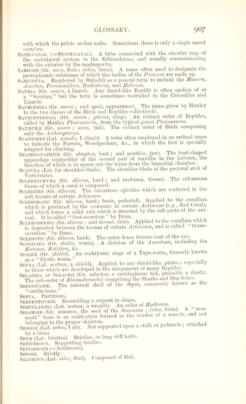 with which the pelvic arches unite. Sometimes there is only a single sacral vertebra. Sand-canal (= Stone-canal). A tube connected with the circular ring of the ambulacral system in the Ecliinoderms, and usually communicating with the exterior by the madreporite. SaRCode (Gr. sarx, flesh ; eidos, form). A name often used to designate the protoplasmic substance of which the bodies of the 1‘roiozoa are made up. Sarcodina. Employed by Biitschli as a general term to include the Monera, Anwibea, Foraminifera, Radiolaria, and lleliozoa. Sauria (Gr. saura, a lizard). Any lizard-like Reptile is often spoken of as a “Saurian,” but the term is sometimes restricted to the Crocodiles and Lizards. . Sauropsida (Gr. saura ; and ops is, appearance). The name given by Huxley to the two classes of the Birds and Reptiles collectively. Sauropterygia (Gr. saura; pterux, wing). An extinct order of Reptiles, called by Huxley Plesiosauria, from the typical genus Plesiosaurus. Sacrcr.e (Gr. saura; oura, tail). The extinct order of Birds comprising only the .1 rchmopteryx. Scansores (Lat. scando, I climb). A term often employed in an ordinal sense to indicate the Parrots, Woodpeckers, &c., in which the foot is specially adapted for climbing. . . Scaphognathite (Gr. skaphos, boat ; and gnathos, jaw). The boat-shaped appendage (epipodite) of the second pair of maxillse in the Lobstei, the function of which is to spoon out the water from the branchial chamber. Scapula (Lat. for shoulder-blade). The shoulder-blade ot the pectoral arch of Vertebrates. . . Sclerenchyma (Gr. skleros, hard ; and enchuma, tissue). The calcareous tissue of which a coral is composed. _ , . ,, Sclerites (Gr. skleros). The calcareous spicules which are scattered 111 the soft tissues of certain Actinozoa. Sclerobasic (Gr. skleros, hard; basis, pedestal). Applied to the corallum which is produced by the ccenosarc in certain Actinozoa (e.g., Red Coral), and which forms a solid axis which is invested by the soft parts ot the ani¬ mal. It is called “ foot-secretion ” by Dana. Sclerodermic (Gr. skleros ; and derma, skin). Applied to the corallum which is deposited between the tissues of certain Actinozoa, and is called tissue- secretion ” by Dana. Sclerotic (Gr. skleros, hard). The outer dense fibrous coat ot the eye. Scolecida (Gr. skolex, worm). A division of the Annulosa, including t e Entozoa, Rotifera, &c. Scolex (Gr. skolex). A11 embryonic stage of a Tape-worm, formerly known as a “ Cystic worm.” . , . . Scuta (Lat. scutum, a shield). Applied to any shield-like plates ; especially to those which are developed in the integument of many Reptiles. Selachia or Selachii (Gr. sela.chos, a cartilaginous fish, probably a shark). The sub-order of Elasmobranchii comprising the Sharks and Dog-fishes. SepiOSTAIRE. The internal shell of the Sepia, commonly known as the “ cuttle-bone.” Septa. Partitions. Serpentikorm. Resembling a serpent in shape. Sertularida (Lat. sertum, a wreath). An order of lt Sesamoid (Gr. sesamon, the seed ot the Sesamum ; eidos, )• ■ , moid” bone is an ossification formed in the tendon ot a muscle, and not Sess 1 lK^'Lab'sedeof l°sit). Not supported upon a stalk or peduncle ; attached by a base/ , . Setai (Lat. bristles). Bristles, or long stiff hairs Setiperous. Supporting bristles. Setigerous ( = Setiferous). Setose. Bristly. , - a. , Siliceous (Lat. silex, flint). Composed ol flint.