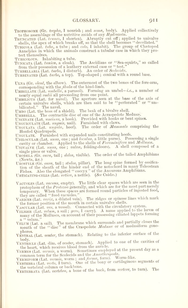 Trophosome (Gr. trepho, I nourish; ancl soma, body). Applied collectively to the assemblage of the nutritive zooids of any Hydrozooii. Truncated (Lat. trunco, I shorten). Abruptly cut off; applied to univalve shells, the apex of which breaks off, so that the shell becomes “decollated.” Tubicola (Lat. tuba, a tube ; and colo, 1 inhabit). The group of Chsetopod Annelides in which the animals construct a tubular case in which they pro¬ tect tliemselves. Tubicolous. Inhabiting a tube. Tijnicata (Lat. tunica, a cloak). The Ascidians or “Sea-squirts,” so called from their possession of a leathery external case or “ test.” Turbellaria (Lat. turbo, I disturb). An order of Scolecida. Turbinated (Lat. turbo, a top). Top-shaped ; conical with a round base. Ulna (Gr. olene, the elbow). The outermost of the two bones of the fore-arm, corresponding with the fibula of the hind-limb. Umbellate (Lat. nmbella, a parasol). Forming an umbel—i.e., a number of nearly equal radii all proceeding from one point. Umbilicus (Lat. for navel). The aperture seen at the base of the axis of certain univalve shells, which are then said to be “perforated’ or “um- bilicated.” The navel. Umbo (Lat. the boss of a shield). The beak of a bivalve shell. Umbrella. The contractile disc of one of the Acraspedote Medusas. Uncinate (Lat. uncinus, a hook). Provided with hooks or bent spines. Unguiculate (Lat. unguis, nail). Furnished with claws. Ungulata (Lat. ungula, hoof). The order of Mammals comprising the Hoofed Quadrupeds. Ungulate. Furnished with expanded nails constituting hoofs. Unilocular (Lat. unus, one ; and loculus, a little purse). Possessing a single cavity or chamber. Applied to the shells of lovaminijera and Mollusca. Univalve (Lat. unus, one ; valvce, folding-doors). A shell composed of a single piece or valve. Urodela (Gr. oura, tail; delos, visible). The order of the tailed Amphibians (Newts, &c.) U hostile (Gr. oura, tail; stulos, pillar). The long spine formed by ossifica¬ tion of the sheath of the hinder end of the notochord in many releostean Fishes. Also the elongated “ coccyx ” of the Anourous Amphibians. Urticating-cells (Lat. urtica, a nettle). (See Cnidse.) Vacuoles (Lat. vacuus, empty). The little clear spaces which are seen in the protoplasm of the Protozoa generally, and which are for the most part merely temporary. When these spaces are formed round particles ot ingested food, they are called “food-vacuoles.” Varices (Lat. varix, a dilated vein). The ridges or spinose lines which mark the former position of the mouth in certain univalve shells. Vascular (Lat. vas, a vessel). Connected with the circulatory system. Veligeii (Lat. velum, a sail; geru, I carry). A name applied to the larvae ot many of the Molluscs, on account of their possessing ciliated lappets forming a “ velum.” . . .. Velum (Lat. a sail). The membrane which surrounds and partially closes ttie mouth of the “disc” of the Craspedote Medusa or ot medusitorm gono- phores. .... ,. . Ventral (Lat. venter, the stomach). Relating to the inferior surface ot the Ventricle (Lat. dim. of venter, stomach). Applied to one of the cavities ot the heart, which receives blood from the auricle. , , Vermes (Lat. vermis, a worm). Sometimes employed at the present day as a common term for the Scolecids and the Anarthropoda. Vermiform (Lat. vermis, worm ; and forma, form). Worm-like. Vertebra (Lat. verto, I turn). One of the bony or cartilaginous segments ot the vertebral column or backbone. , . . . The