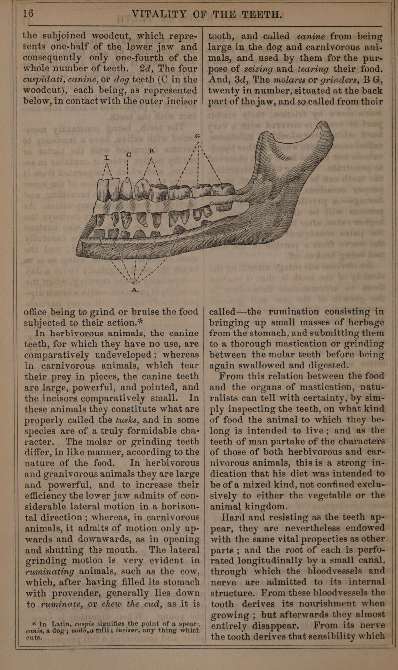 the subjoined woodcut, which repre- sents one-half of the lower jaw and consequently only one-fourth of the whole number of teeth. 2d, The four cuspidati, canine, or dog teeth (C in the woodcut), each being, as represented below, in contact with the outer incisor tooth, and called canine from being large in the dog and carnivorous ani- mals, and used by them for the pur- pose of seizing and tearing their food. And, 3d, The molares or grinders, BG, twenty in number, situated at the back part of the jaw, and so called from their office being to grind or bruise the food subjected to their action.* In herbivorous animals, the canine teeth, for which they have no use, are comparatively undeveloped ; whereas in carnivorous animals, which tear their prey in pieces, the canine teeth are large, powerful, and pointed, and the incisors comparatively small. In these animals they constitute what are properly called the tusks, and in some species are of a truly formidable cha- racter. The molar or grinding teeth differ, in like manner, according to the nature of the food. In herbivorous and granivorous animals they are large and powerful, and to increase their efficiency the lower jaw admits of con- siderable lateral motion in a horizon- tal direction ; whereas, in carnivorous animals, it admits of motion only up- wards and downwards, as in opening and shutting the mouth. The lateral grinding motion is very evident in ruminating animals, such as the cow, which, after having filled its stomach to ruminate, or chew the cud, as it is * In Latin, cuspis signifies the point of a spear; canis, a dog; mole,a mill; incisev, any thing which cuts. called—the rumination consisting in bringing up small masses of herbage from the stomach, and submitting them to a thorough mastication or grinding between the molar teeth before being again swallowed and digested. From this relation between the food and the organs of mastication, natu- ralists can tell with certainty, by sim- of food the animal to which they be- long is intended to live; and as the teeth of man partake of the characters of those of both herbivorous and car- nivorous animals, this is a strong in- dication that his diet was intended to be of a mixed kind, not confined exclu- sively to either the vegetable or the animal kingdom. Hard and resisting as the teeth ap- pear, they are nevertheless endowed with the same vital properties as other parts ; and the root of each is perfo- rated longitudinally by a small canal, through which the bloodvessels and nerve are admitted to its internal structure. From these bloodvessels the tooth derives its nourishment when growing ; but afterwards they almost entirely disappear. From its nerve