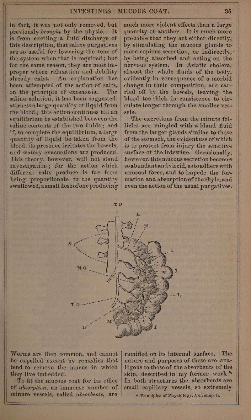previously brought by the physic. It is from exciting a fluid discharge of this description, that saline purgatives ure so useful for lowering the tone of the system when that is required; but for the same reason, they are most im- proper where relaxation and debility already exist. An explanation has been attempted of the action of salts, on the principle of exosmosis. The saline solution, it has been suggested, the blood ; this action continues till an equilibrium be established between the saline contents of the two fluids; and blood, its presence irritates the bowels, and watery evacuations are produced. This theory, however, will not stand investigation; for the action which different salts produce is far from being proportionate to the quantity swallowed, asmall dose ofone producing Worms are then common, and cannot be expelled except by remedies that tend to remove the mucus in which they live imbedded. To fit the mucous coat for its office of absorption, an immense number of much more violent effects than a large quantity of another. It is much more probable that they act either directly, by stimulating the mucous glands to more copious secretion, or indirectly, by being absorbed and acting on the nervous system. In Asiatic cholera, almost the whole fluids of the body, evidently in consequence of a morbid change in their composition, are car- ried off by the bowels, leaving the blood too thick in consistence to cir- culate longer through the smaller ves- sels. The excretions from the minute fol- licles are mingled with a bland fluid from the larger glands similar to those of the stomach, the evident use of which is to protect from injury the sensitive surface of the intestine. Occasionally, however, this mucous secretion becomes soabundantand viscid, astoadhere with unusual force, and to impede the for- mation and absorption of thechyle, and even the action of the usual purgatives. ramified on its internal surface. The nature and purposes of these are ana- logous to those of the absorbents of the skin, described in my former work.* In both structures the absorbents are small capillary vessels, so extremely
