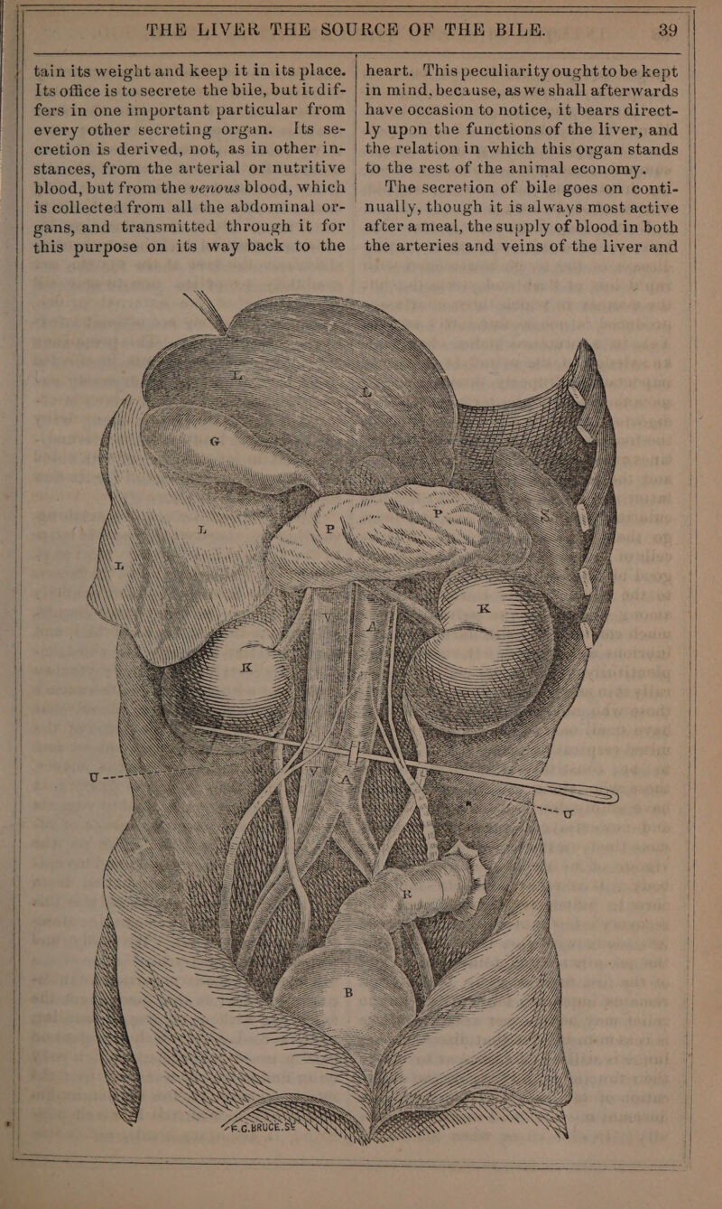 tain its weight and keep it in its place. Its office is to secrete the bile, but itdif- fers in one important particular from every other secreting organ. Its se- cretion is derived, not, as in other in- stances, from the arterial or nutritive blood, but from the venous blood, which is collected from all the abdominal or- gans, and transmitted through it for this purpose on its way back to the 7€.G.BRUCE.SE heart. This peculiarity ought tobe kept in mind, because, as we shall afterwards have occasion to notice, it bears direct- ly upon the functions of the liver, and the relation in which this organ stands to the rest of the animal economy. The secretion of bile goes on conti- nually, though it is always most active after a meal, the supply of blood in both the arteries and veins of the liver and As ata “p SOON SOS 4 } X Ss