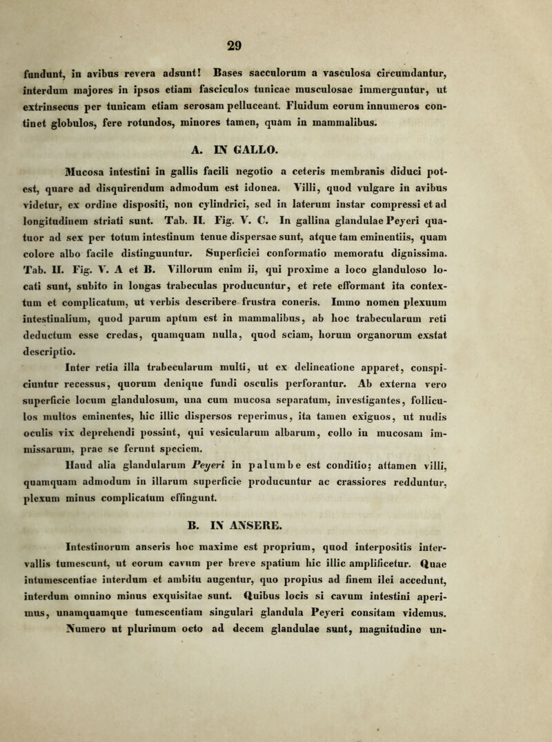 fundunt, in avibus revera adsunt! Bases sacculorum a vasculosa circumdantur, interdum majores in ipsos etiam fasciculos tunicae musculosae immerguntur, ut extrinsecus per tunicam etiam serosam pelluceant. Fluidum eorum innumeros con- tinet globulos, fere rotundos, minores tamen, quam in mammalibus. A. IN GALLO. Mucosa intestini in gallis facili negotio a ceteris membranis diduci pot- est, quare ad disquirendum admodum est idonea. Villi, quod vulgare in avibus videtur, ex ordine dispositi, non cylindrici, sed in laterum instar compressi et ad longitudinem striati sunt. Tab. II. Fig. V. C. In gallina glandulae Peyeri qua- tuor ad sex per totum intestinum tenue dispersae sunt, atque tam eminentiis, quam colore albo facile distinguuntur. Superficiei conformatio memoratu dignissima. Tab. II. Fig. V. A et B. Villorum enim ii, qui proxime a loco glanduloso lo- cati sunt, subito in longas trabeculas producuntur, et rete efformant ita contex- tum et complicatum, ut verbis describere frustra coneris. Immo nomen plexuum intestinalium, quod parum aptum est in mammalibus, ab hoc trabecularum reti deductum esse credas, quamquam nulla, quod sciam, horum organorum exstat descriptio. Inter retia illa trabecularum multi, ut ex delineatione apparet, conspi- ciuntur recessus, quorum denique fundi osculis perforantur. Ab externa vero superficie locum glandulosum, una cum mucosa separatum, investigantes, follicu- los multos eminentes, hic illic dispersos reperimus, ita tamen exiguos, ut nudis oculis vix deprehendi possint, qui vesicularum albarum, collo in mucosam im- missarum, prae se ferunt speciem. Iland alia glandularum Peyeri in palumbe est conditio; attamen villi, quamquam admodum in illarum superficie producuntur ac crassiores redduntur, plexum minus complicatum effingunt. B. IN ANSERE. Intestinorum anseris hoc maxime est proprium, quod interpositis inter- vallis tumescunt, ut eorum cavum per breve spatium hic illic amplificetur. Quae intuinescentiae interdum et ambitu augentur, quo propius ad finem ilei accedunt, interdum omnino minus exquisitae sunt. Quibus locis si cavum intestini aperi- mus, unamquamque tumescentiam singulari glandula Peyeri consitam videmus. Numero ut plurimum octo ad decem glandulae sunt, magnitudine un-