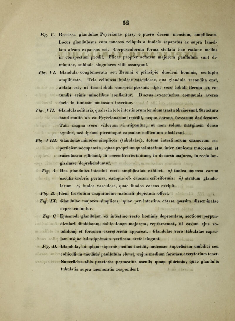 32 Fig. V. Rescissa glandulae Pcycrianae pars, e puero decem mensium, amplificata. Locus glandulosus cum mucosa reliquis a tunicis separatus ac supra lamel- lam atram expansus est. Corpusculorum forma stellata hac ratione melius in conspectum prSlSif. Plicae propter aetatem majorem pantlnlum sunt di- minutae, subinde singulares villi assurgunt. Fig. VI. Glandula conglomerata seu Brunni e principio duodeni hominis, centuplo amplificata. Tela cellulosa tunicae vasculosae, qua glandula recondita erat, ablata est, ut tres lobuli conspici possint. Ipsi vero lobuli iterum c;^ ro- tundis acinis minoKbus conflantur. .Ductus excretorius communis aversa facie in tunicam mucosam inseritur. - ■ ■ Fig. VII. Glandula solitaria, quales in toto intestinorum tenuium tractu obviae sunt. Structura haud multo ab ea Peyeriaiiarum recedit, neque corona fovearum desideratur. Tam magna vero villorum vi stipantur, ut non solum marginem denso 'i'' agmine, sed ipsum plerumque capsulae colliculum obsideant. Fig. VIII. Glandulae minores simplices (tubulatae), totum intestinorum crassorum su- iperficiem occupantes, quae proprium quasi stratum inter tunicam mucosam et I vasculosam efficiunt, in cocco breves tantum, in decursu majores, in recto lon- gissimae deprehenduntur. Fig. A. Has glandulas intestini recti amplificatas exhibet, a) tunica mucosa earum oscillis crebris .pertusa, camque ob causam cribriformis. h) stratum glandu- larum. c) tunica vasculosa, quae fundos coccos excipit. Fig. JB. Idem frustulum magnitudine naturali depictum offert. Fig. IX, Glandulae majores simplices, quae per intestina crassa passim disseminatae deprebenduntur. Fi^. C. Ejusmodi glandulam ex intestino recto hominis depromtam, sectione perpen- diculari dimidiatam, solito longe majorem, repraesentat, ut cavum ejus ro- talidumi, et foramen excretorium appareat. Glandulae vero tabulatae capsu- '* • i'*; lam'Iliacae ad supremum verticem arcte cingunt. 1 Fig.iU^ Olaiidula,'ili qikaui superne oculus incidit, mucosae superficiem umbilici seu > > colliculi lin niodiith paullulum elevat,, cujus medium foramen excretorium tenet. - ■ 1.: )- ; Snperficfes aliis praeterea permeatur osculis quam plurimis, quae glandulis tubulatis supra memoratis respondent. '
