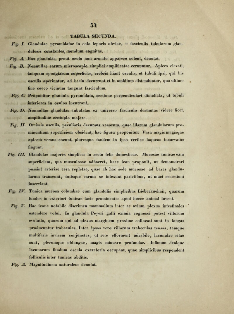 , TABULA SECUNDA. JTig. I. Glandulae pyramidatae in colo leporis obviae, e fasciculis tubulorum glan- dulosis constantes, nondum cognitae. A. Has glandulas, prout oculo non armato apparere solent, denotat. Fig. B. Nonnullae earum microscopio simplici amplificatae cernuntur. Apices elevati, ianquam spongiarum superficies, crebris hiant osculis, ei tubuli ipsi, qui his osculis aperiuntur, ad basin decurrunt et in ambitum distenduntur, qua ultimo flue coeco vicinum tangunt fasciculum. Fig. C. Proponitur glandula pyramidata, sectione perpendiculari dimidiata, ut tubuli interiores in oculos incurrant. Fig. D. Nonnullas glandulas tubulatas ex universo fasciculo desumtas videre licet, amplitudine centuplo majore. Fig. II. Omissis osculis, peculiaris decursus vasorum, quae illarum glandularum pro- minentium superficiem obsident, hac figura proponitur. Yasa m<agis magisque apicem versus coeunt, pluresque tandem in ipso vertice laqueos incurvatos fingunt. Fig. III. Glandulae majores simplices in recto felis domesticae. Mucosae tunicae eam superficiem, qua musculosae adhaeret, haec icon proponit, ut demonstrari possint arteriae cera repletae, quae ab hac sede mucosae ad bases glandu- larum transeunt, totisque earum se intexunt parietibus, ut muci secretioni inserviant. Fig, IV. Tunica mucosa columbae cum glandulis simplicibus Lieberkuehnii, quarum fundos in exteriori tunicae facie prominentes apud hocce animal inveni. Fig. V. Hac icone notabile discrimen mammalium inter ac avium plexus intestinales ostendere volui. In glandula Peycri galli eximia cognosci potest villorum evolutio, quorum qui ad plexus marginem proxime collocati sunt in longas producuntur trabeculas. Inter ipsas vero villorum trabeculas tensas, tamque multifarie invicem conjunctas, ut rete elTormcnt mirabile, lacunulac silae sunt, jderumque oblongae, magis niinusvc profundae. Infimum denique lacunarum fundum oscula excretoria occupant, quae simplicibus respondent folliculis inter tunicas abditis. Fig. A. Magnitudinem naturalem denotat.