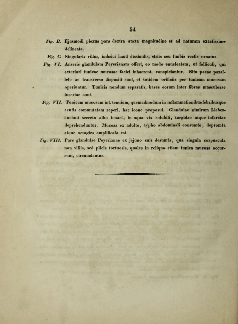 Ftg. B. Ejusmodi plexus pars dextra ancta magnitudine et ad nataram exactissime delineata. Fig. C, Singularis villus, imbrici haud dissimilis, striis seu limbis rectis ornatus. Fig. VI. Anseris glandulam Peyerianam offert, eo modo enucleatam, ut folliculi, qui exteriori tunicae mueosae faciei inhaerent, conspiciuntur. Sito paene paral- lelo ac transverso dispositi sunt, et totidem orificiis per tunicam mucosam .nperiuntur. Tunicis nondum separatis, bases eorum inter fibras musculosae insertae sunt. Fig. VII, Tunicam mucosam int. tenuium, quemadmodum in inflammationibus febribusque acutis commutatam reperi, hac icone proposui. Glandulae nimirum Lieher- kuehnii secreto albo tenaci, in aqua vix solubili, turgidae atque infarctae deprehenduntur. Mucosa ex adulto, typho abdominali consumto, depromta atque octogies amplificata est. Fig. VIII. Pars glandulae Pcycrianac ex jejuno suis desumta, qua singula corpuscula non villis, sed plicis tortuosis, quales in reliqua etiam tunica mucosa occur- runt, circumdantur.