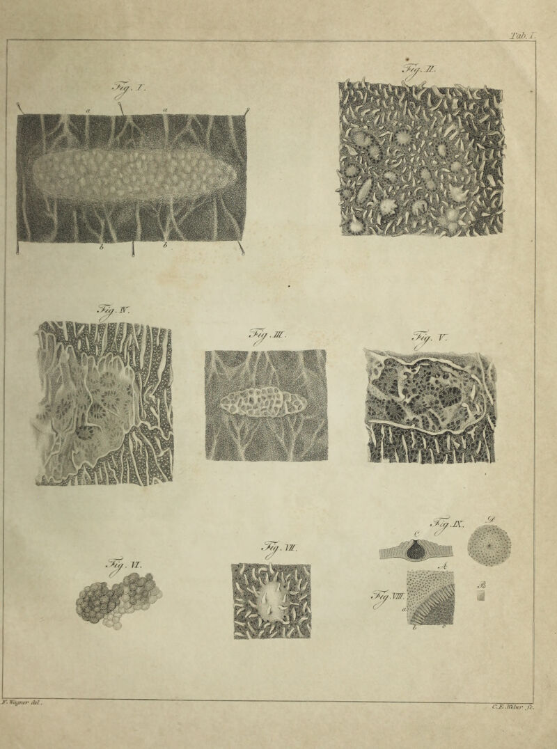Tab.i: Valler dei. C.B.mbtrSc.