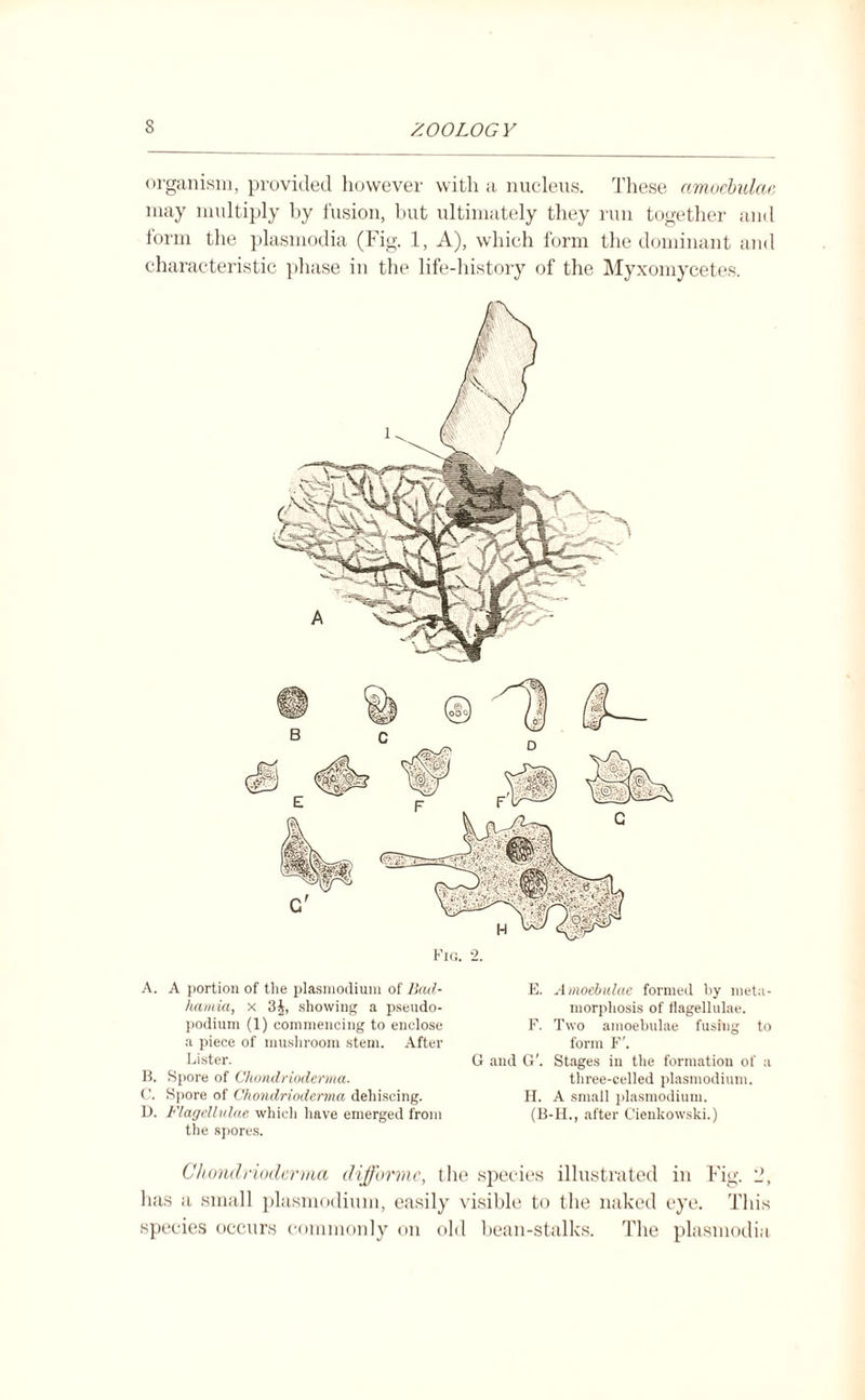 organism, provided however with a nucleus. These cimoebulae may multiply by fusion, but ultimately they run together and form the plasmodia (Fig. 1, A), which form the dominant and characteristic phase in the life-history of the Myxomycetes. Fig. 2. A. A portion of the plasmodium of Bad- hamia, x 3 A, showing a pseudo¬ podium (1) commencing to enclose a piece of mushroom stem. After Lister. B. Spore of Chondrioderma. C. Spore of Chondrioderma dehiscing. D. Flagellulae which have emerged from the spores. E. Amoebulae formed by meta¬ morphosis of flagellulae. F. Two amoebulae fusing to form F'. G and G'. Stages in the formation of a three-celled plasmodium. H. A small plasmodium. (B-H., after Cieukowski.) Chondrioderma difformc, the species illustrated in Fig. L*, has a small plasmodium, easily visible to the naked eye. This species occurs commonly on old bean-stalks. The plasmodia