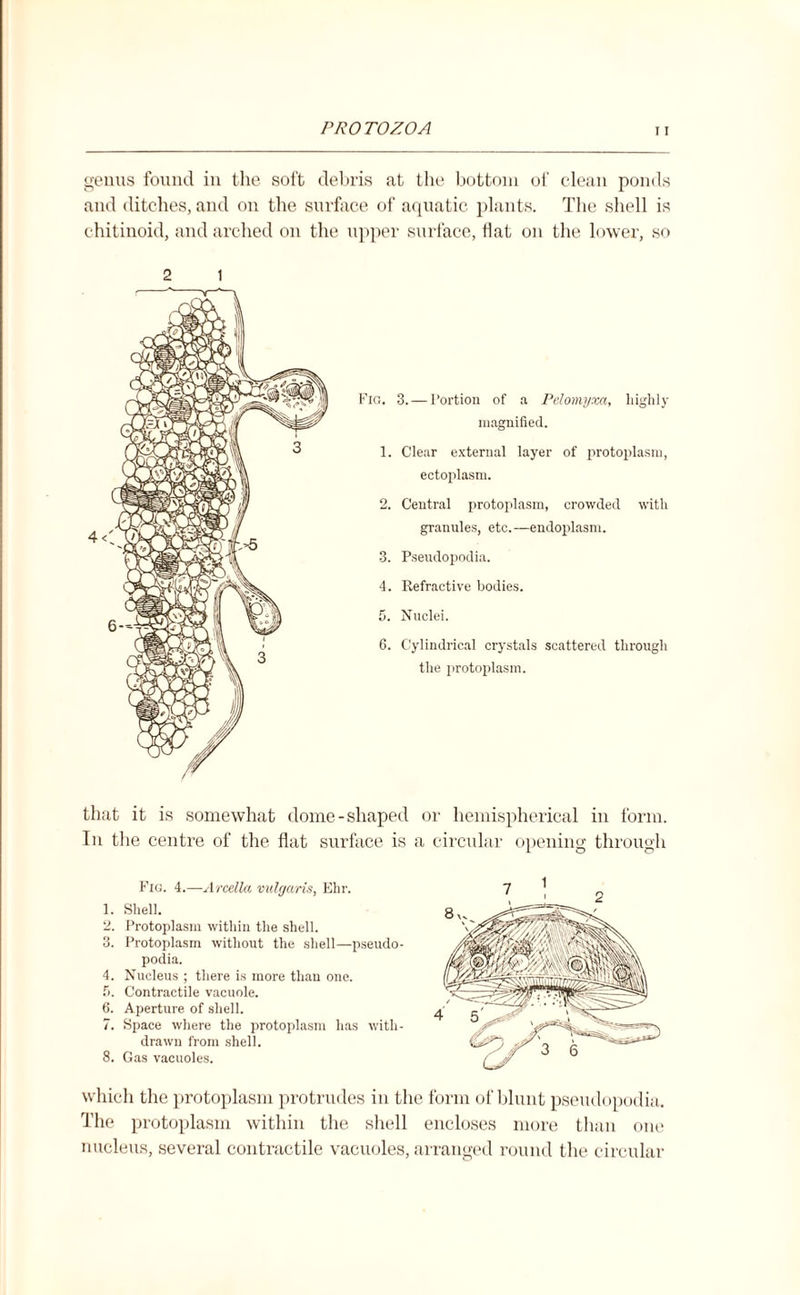 genus found in the soft debris at the bottom of clean ponds and ditches, and on the surface of aquatic plants. The shell is ehitinoid, and arched on the upper surface, Hat on the lower, so 1 Fig. 3. — Portion of a Pclomyxa, highly magnified. 1. Clear external layer of protoplasm, ectoplasm. 2. Central protoplasm, crowded with granules, etc.—endoplasm. 3. Pseudopodia. 4. Refractive bodies. 5. Nuclei. 6. Cylindrical crystals scattered through the protoplasm. that it is somewhat dome-shaped or hemispherical in form. In the centre of the flat surface is a circular opening through Fig. 4.—Arcella vulgaris, Ehr. 1. Shell. 2. Protoplasm within the shell. 3. Protoplasm without the shell—pseudo¬ podia. 4. Nucleus ; there is more than one. 5. Contractile vacuole. 6. Aperture of shell. 7. Space where the protoplasm has with¬ drawn from shell. 8. Gas vacuoles. which the protoplasm protrudes in the form of blunt pseudopodia. The protoplasm within the shell encloses more than one nucleus, several contractile vacuoles, arranged round the circular