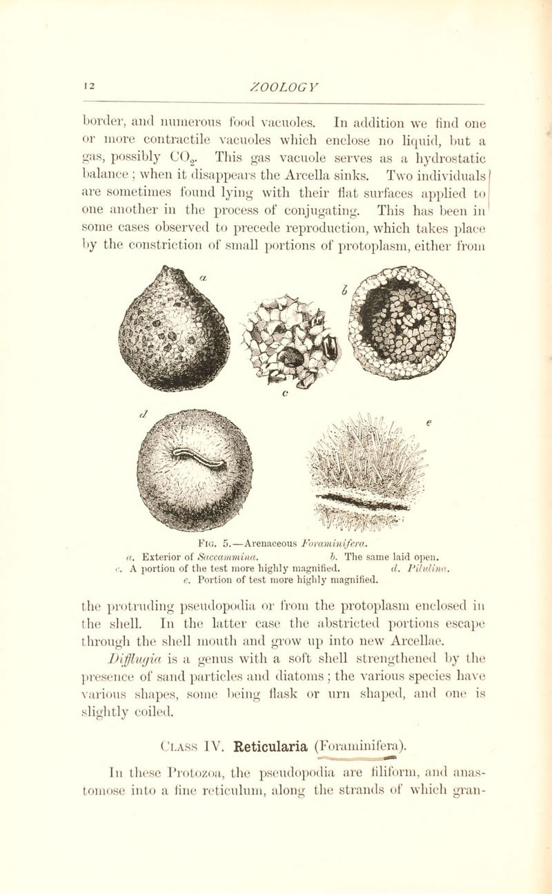 border, and numerous food vacuoles. In addition we find one or more contractile vacuoles which enclose no liquid, but a gas, possibly C02. This gas vacuole serves as a hydrostatic balance ; when it disappears the Arcella sinks. Two individuals! are sometimes found lying with their flat surfaces applied to one another in the process of conjugating. This has been in some cases observed to precede reproduction, which takes place by the constriction of small portions of protoplasm, either from Fig. 5.—Arenaceous Foraminifera. a. Exterior of Saccummina. b. The same laid open, c. A portion of the test more highly magnified. d. Pihdina. e. Portion of test more highly magnified. the protruding pseudopodia or from the protoplasm enclosed in the shell. In the latter case the abstricted portions escape through the shell mouth and grow up into new Arcellae. Diffiufjict is a genus with a soft shell strengthened by the presence of sand particles and diatoms; the various species have various shapes, some being flask or urn shaped, and one is slightly coiled. Class IV. Reticularia (Foraminifera). In these Protozoa, the pseudopodia are filiform, and anas¬ tomose into a line reticulum, along the strands of which gran-