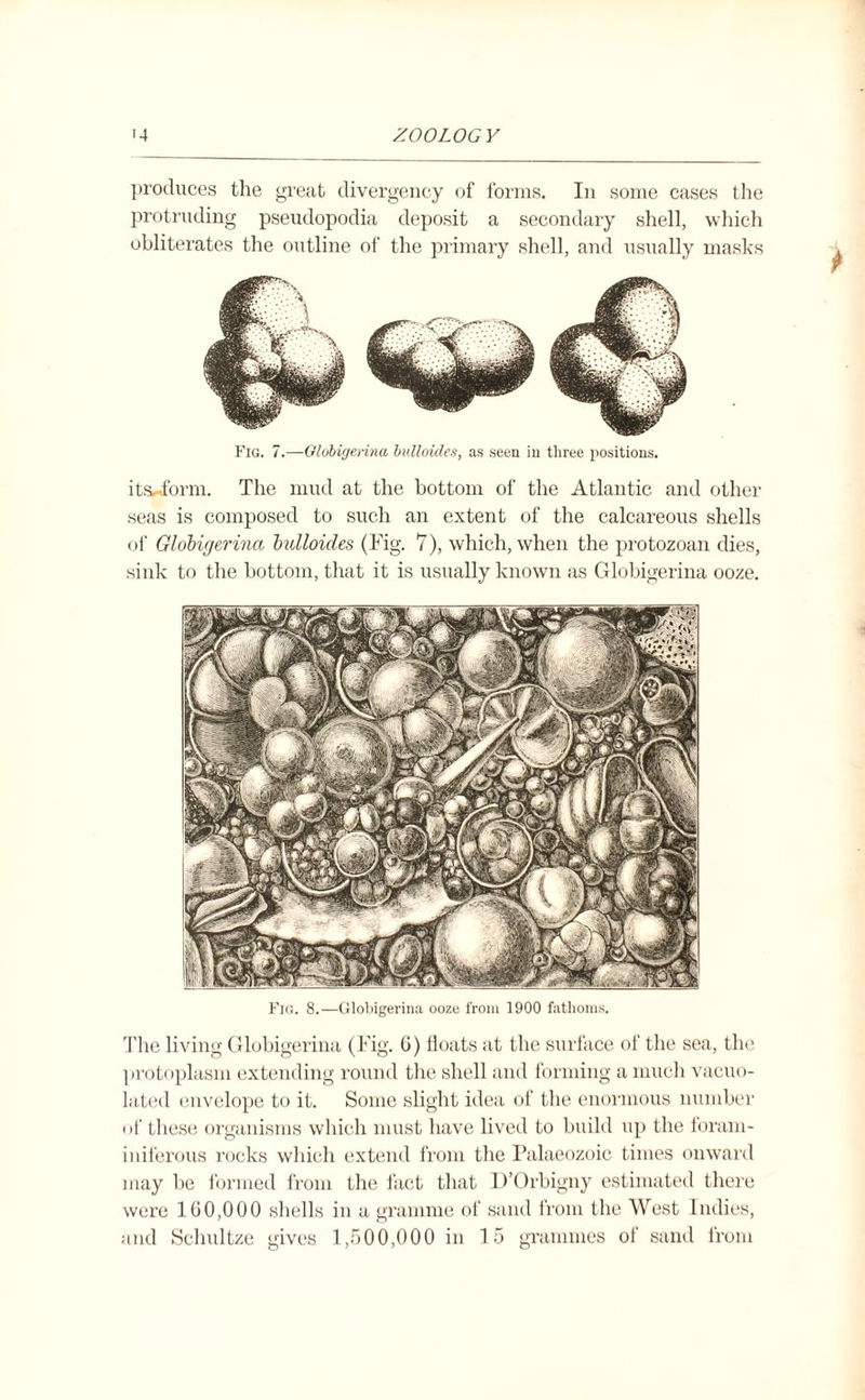 Fig. 8.—Globigerina ooze from 1900 fathoms. The living Globigerina (Fig. G) Goats at the surface of the sea, the protoplasm extending round the shell and forming a much vacuo¬ lated envelope to it. Some slight idea of the enormous number of these organisms which must have lived to build up the foram- iniferous rocks which extend from the Palaeozoic times onward may be formed from the fact that D’Orbigny estimated there were 160,000 shells in a gramme of sand from the West Indies, and Schultze gives 1,500,000 in 15 grammes of sand from produces the great divergency of forms. In some cases the protruding pseudopodia deposit a secondary shell, which obliterates the outline of the primary shell, and usually masks Fig. 7.—Globigerina bulloides, as seen in three positions. itsuform. The mud at the bottom of the Atlantic and other seas is composed to such an extent of the calcareous shells of Globigerina bulloides (Fig. 7), which, when the protozoan dies, sink to the bottom, that it is usually known as Globigerina ooze.