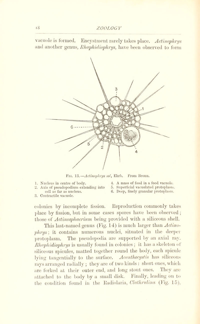 vacuole is formed. Encystment rarely takes place. Actinophrys and another genus, lihaphidiophrys, have been observed to form Fig. 13.—Actinophrys sol, Ehrb. From Bronu. 1. Nucleus in centre of body. 2. Axis of pseudopodium extending into cell as far as nucleus. 3. Contractile vacuole. 4. A mass of food in a food vacuole. 5. Superficial vacuolated protoplasm, 6. Deep, finely granular protoplasm. colonies by incomplete fission. Reproduction commonly takes place by fission, but in some cases spores have been observed; those of Actinosphaerium being provided with a siliceous shell. This last-named genus (Fig. 14) is much larger than Actino¬ phrys ; it contains numerous nuclei, situated in the deeper protoplasm. The pseudopodia are supported by an axial ray. lihaphidiophrys is usually found in colonies ; it has a skeleton of siliceous spicules, matted together round the body, each spicule lying tangentially to the surface. Acanthocystis has siliceous rays arranged radially ; they are of two kinds : short ones, which are forked at their outer end, and long stout ones. They are attached to the body by a small disk. Finally, leading on to the condition found in the Radiolaria, Clathrulina (big. 15),