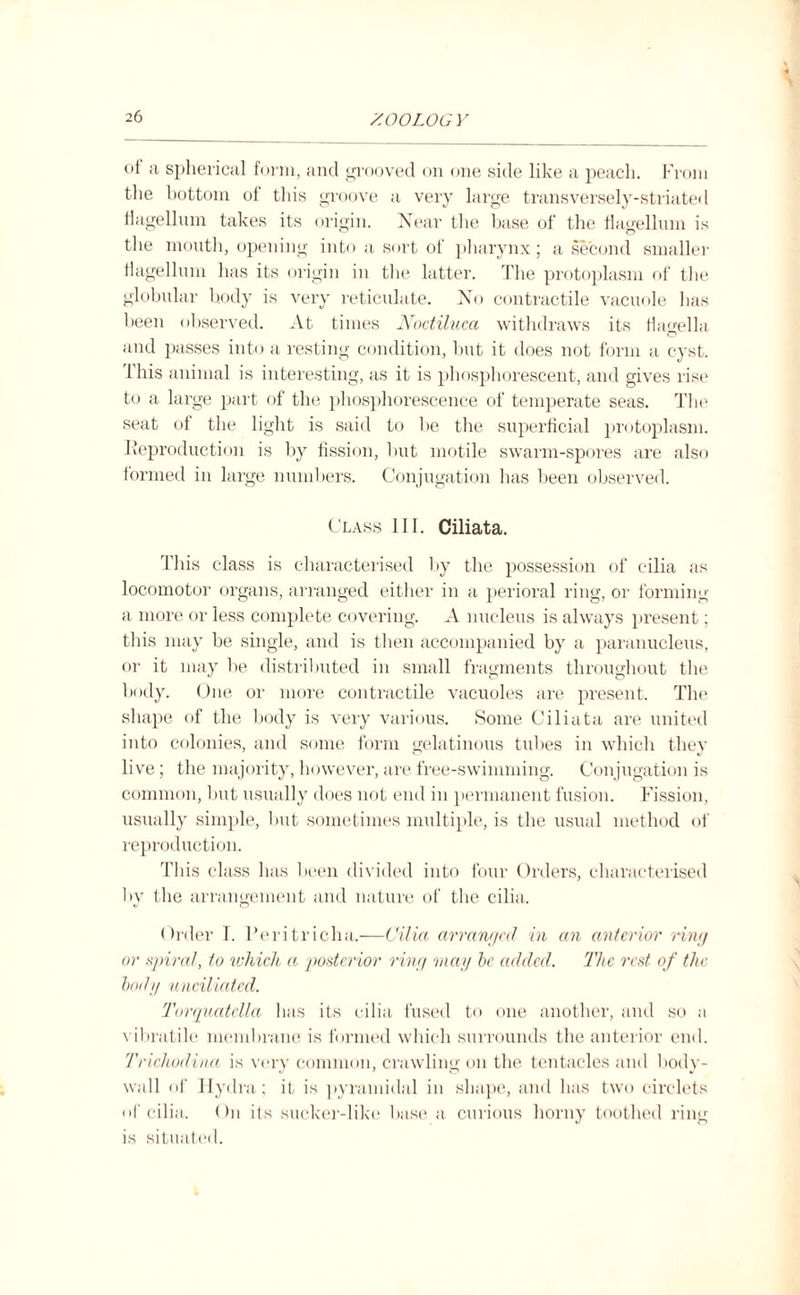 ot a spherical form, and grooved on one side like a peach. From the bottom of this groove a very large transversely-striated hagellum takes its origin. Near the base of the flagellum is the mouth, opening into a sort of pharynx; a second smaller flagellum has its origin in the latter. The protoplasm of the globular body is very reticulate. No contractile vacuole has been observed. At times Noctiluca withdraws its flao-ella © and passes into a resting condition, but it does not form a cyst. This animal is interesting, as it is phosphorescent, and gives rise to a large part of the phosphorescence of temperate seas. The seat of the light is said to he the superficial protoplasm. Reproduction is by fission, hut motile swarm-spores are also formed in large numbers. Conjugation has been observed. Class III. Ciliata. This class is characterised by the possession of cilia as locomotor organs, arranged either in a perioral ring, or forming a more or less complete covering. A nucleus is always present; this may be single, and is then accompanied by a paranucleus, or it may be distributed in small fragments throughout the body, (due or more contractile vacuoles are present. The shape of the body is very various. Some Ciliata are united into colonies, and some form gelatinous tubes in which they live; the majority, however, are free-swimming. Conjugation is common, but usually does not end in permanent fusion. Fission, usually simple, but sometimes multiple, is the usual method of reproduction. This class has been divided into four Orders, characterised by the arrangement and nature of the cilia. Order 1. Peritricha.-—Cilia arranged in an anterior ring or spiral, to which a posterior ring may be added. The rest of the body unciliatcd. Torquatella has its cilia fused to one another, and so a vibratile membrane is formed which surrounds the anterior end. Trichodina is very common, crawling on the tentacles and body- wall of Hydra; it is pyramidal in shape, and has two circlets of cilia. On its sucker-like base a curious horny toothed ring is situated.
