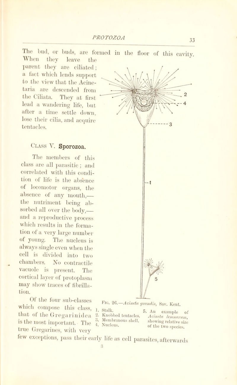 33 The bud, or buds, are formed in the floor of this cavity. When they leave the parent they are ciliated: a fact which lends support to the view that the Acine- taria are descended from the Ciliata. They at first lead a wandering life, but alter a time settle down, lose their cilia, and acquire tentacles. Class A'. Sporozoa. The members of this class are all parasitic; and correlated with this condi¬ tion of life is the absence of locomotor organs, the absence of any mouth,— the nutriment being ab¬ sorbed all over the body,— and a reproductive process which results in the forma¬ tion of a very large number of young. The nucleus is always single even when the cell is divided into two chambers. No contractile vacuole is present. The cortical layer of protoplasm may show traces of fibrilla¬ tion. Of the four sub-classes which compose this class, that oi the Gregarinidea is the most important. The true Gregarines, with very lew exceptions, pass their early life as cell parasites, afterwards Fig- 2 Q.—Acinela grand is, Sav. Kent. }■ An example of -■ Knobbed tentacles. Acineta lemnarum, ”■ Membranous shell. showing relative size -1. Nucleus. of the two species.