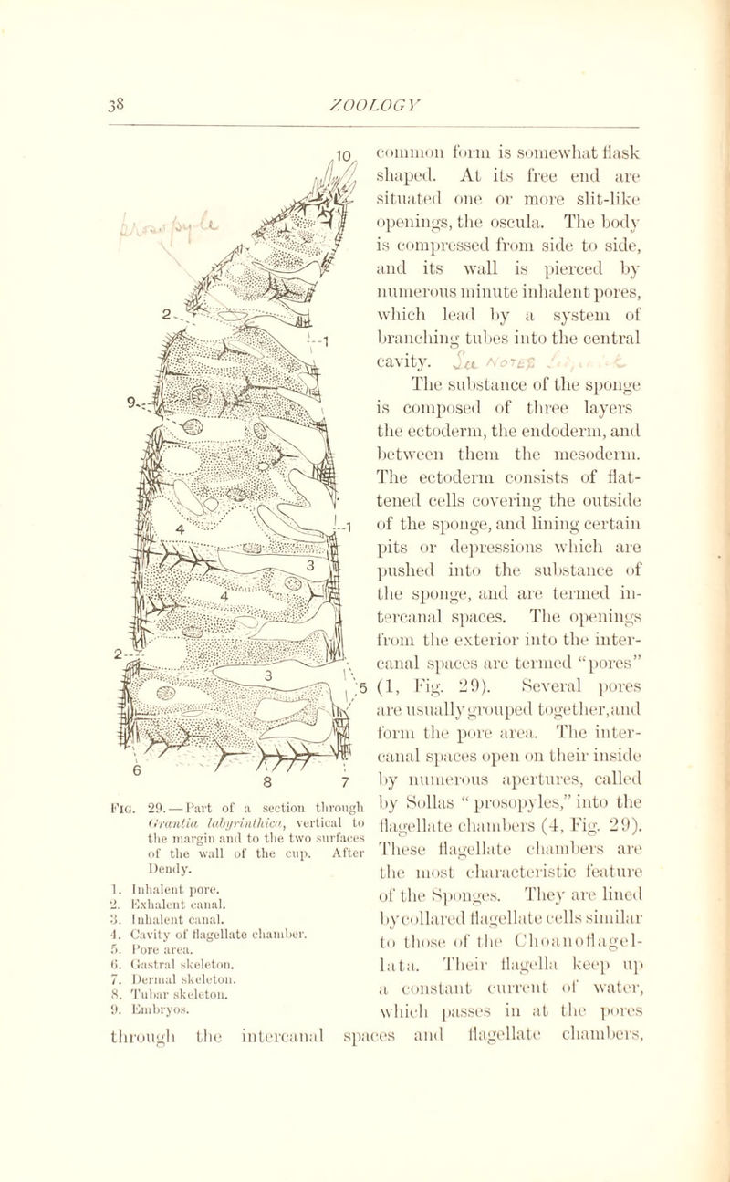 Fig. 29.—Part of a section through drantia labyrintliica, vertical to the margin and to the two surfaces of the wall of the cup. After Dendy. 1. Iuhalent pore. 2. Exlialent canal. 15. Iuhalent canal. 4. Cavity of tiagellate chamber. 5. Pore area. (5. < .astral skeleton. 7. Dermal skeleton. 8. Tubar skeleton. 9. Embryos. through the intereannl sp; common form is somewhat flask shaped. At its free end are situated one or more slit-like openings, the oscula. The body is compressed from side to side, and its wall is pierced by numerous minute iuhalent pores, which lead by a system of branching tubes into the central cavity. The substance of the sponge is composed of three layers the ectoderm, the endoderm, and between them the mesoderm. The ectoderm consists of flat¬ tened cells covering the outside of the sponge, and lining certain pits or depressions which are pushed into the substance of the sponge, and are termed in¬ tercanal spaces. The openings from the exterior into the inter¬ canal spaces are termed “pores” (1, Fig. 29). Several pores are usually grouped together, and form the pore area. The inter¬ canal spaces open on their inside by numerous apertures, called by Sollas “ prosopyles,” into the flagellate chambers (4, Fig. 29). These flagellate chambers are the most characteristic feature of the Sponges. They are lined by collared flagellate cells similar to those of the Choanoflagel- lata. Their flagella keep up a constant current of water, which passes in at the pores 3cs and flagellate chambers,