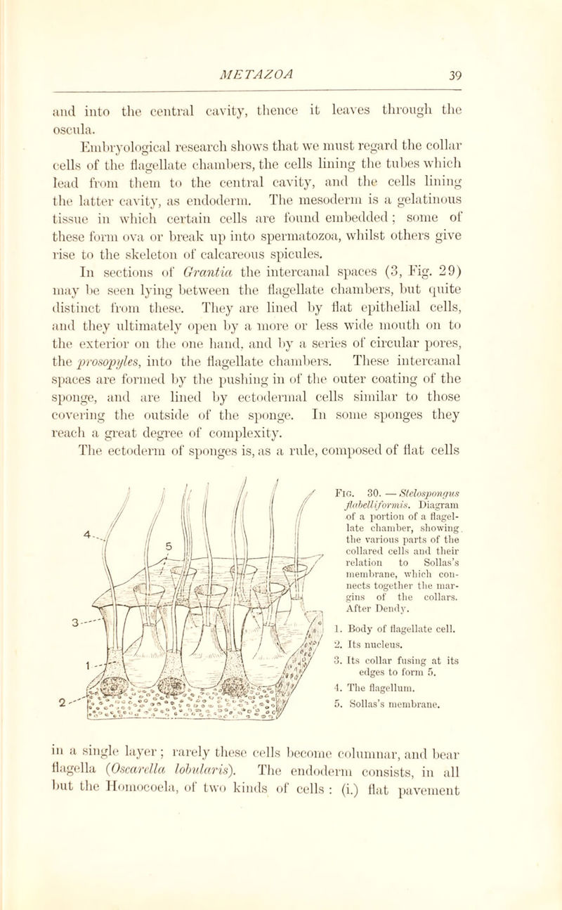 and into the central cavity, thence it leaves through the oscula. Embryological research shows that we must regard the collar cells of the flagellate chambers, the cells lining the tubes which lead from them to the central cavity, and the cells lining the latter cavity, as endoderm. The mesoderm is a gelatinous tissue in which certain cells are found embedded ; some ot these form ova or break up into spermatozoa, whilst others give rise to the skeleton of calcareous spicules. In sections of Grantia the intercanal spaces (3, Tig. 29) may lie seen lying between the flagellate chambers, but quite distinct from these. They are lined by flat epithelial cells, and they ultimately open by a more or less wide mouth on to the exterior on the one hand, and by a series of circular pores, the prosopyles, into the flagellate chambers. These intercanal spaces are formed by the pushing in of the outer coating of the sponge, and are lined by ectodermal cells similar to those covering the outside of the sponge. In some sponges they reach a great degree of complexity. The ectoderm of sponges is, as a rule, composed of flat cells Fig. 30. — Stelospongus flabelli/ormis. Diagram of a portion of a flagel¬ late chamber, showing. the various parts of the collared cells and their relation to Sollas’s membrane, which con¬ nects together the mar¬ gins of the collars. After Dendy. 1. Body of flagellate cell. 2. Its nucleus. 3. Its collar fusing at its edges to form 5. 4. The flagellum. 5. Sollas’s membrane. in a single layer; rarely these cells become columnar, and bear flagella (Oscarclla lobularis). The endoderm consists, in all hut the Homocoela, ol two kinds of cells : (i.) flat pavement